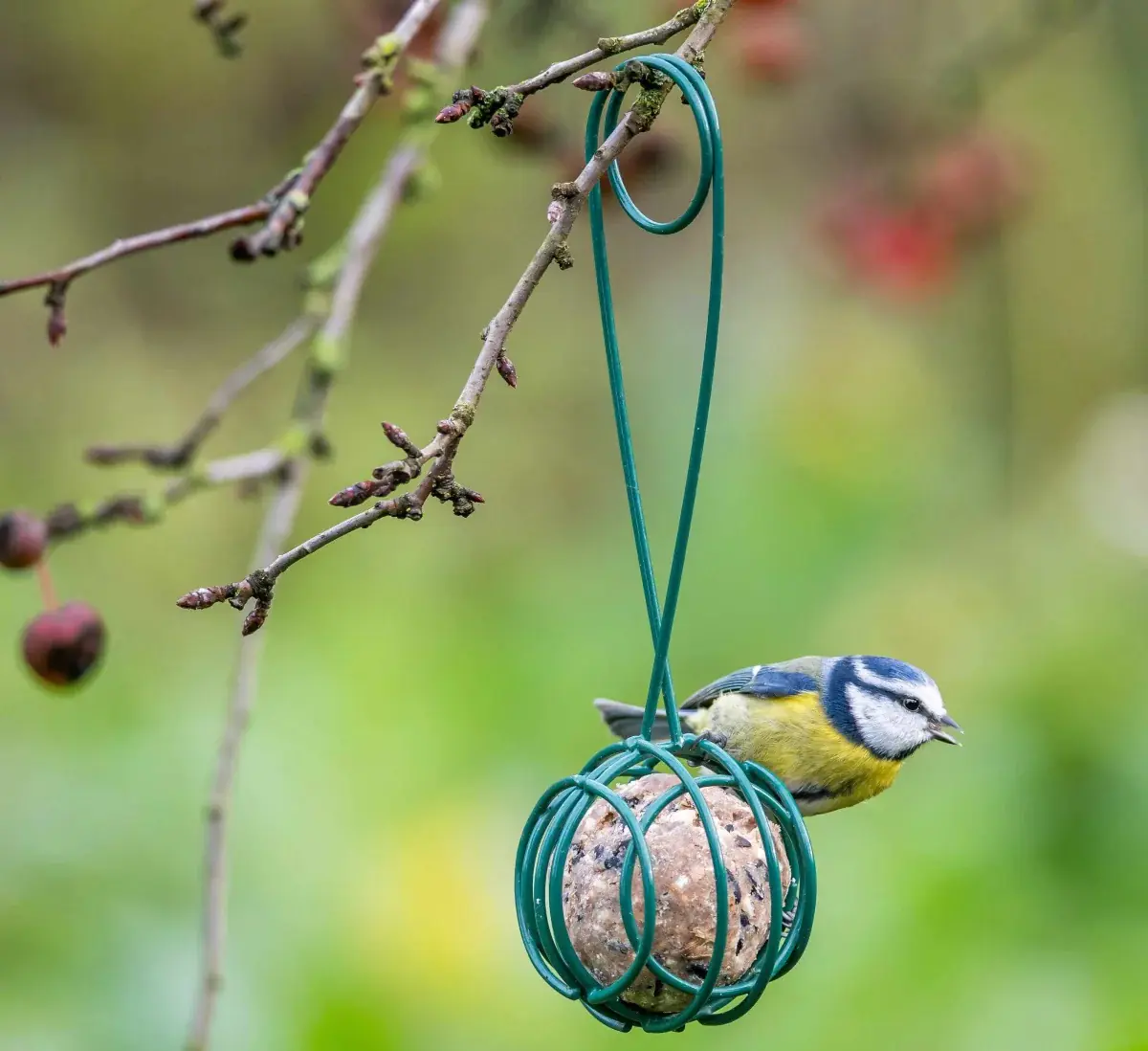 Meisenknödelhalter Lima 