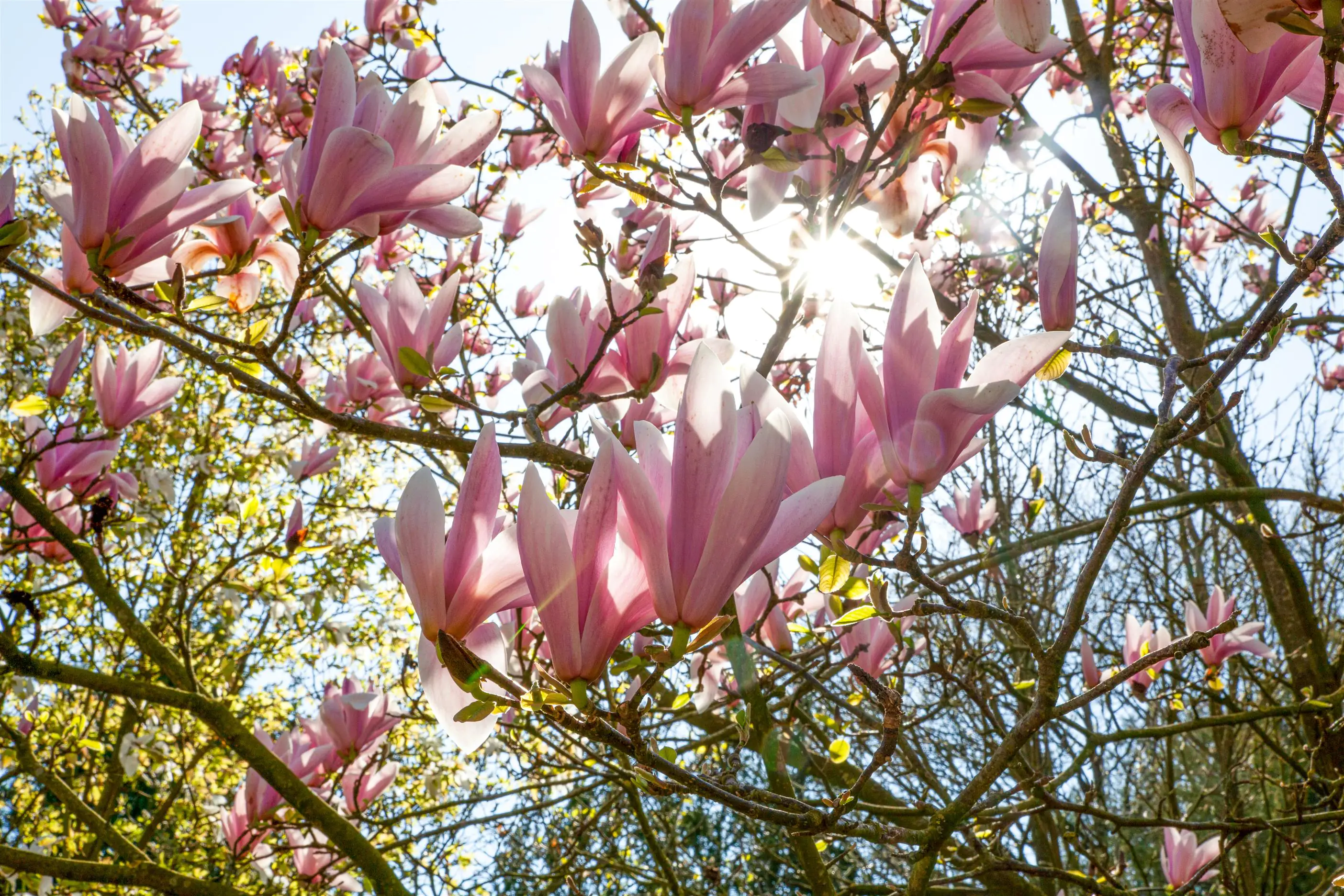 Tulpenmagnolie 5 l Container Tulpenmagnolie 5 l Container