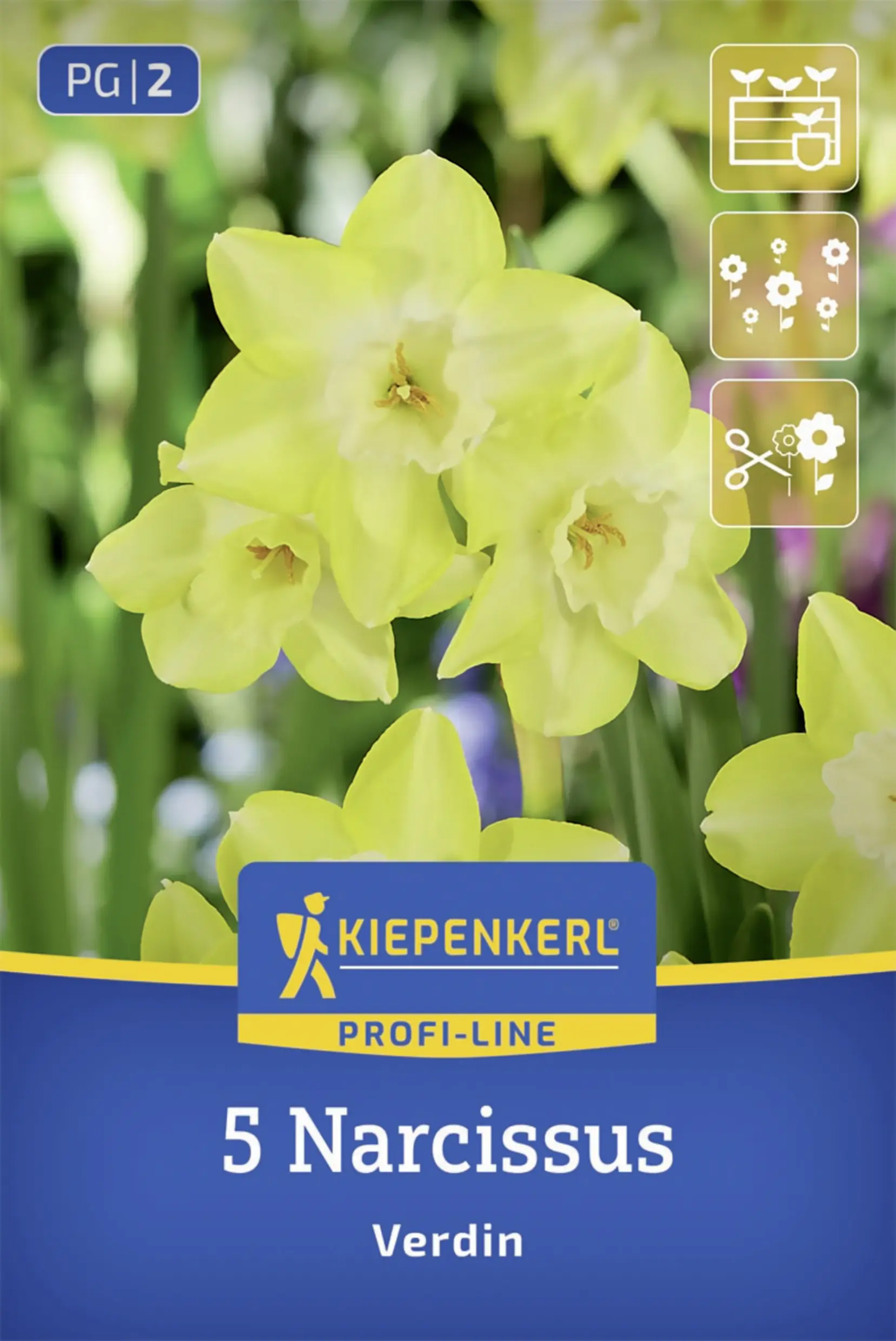 Kiepenkerl Profi-Line Narzisse Verdin gelb 5 Stück