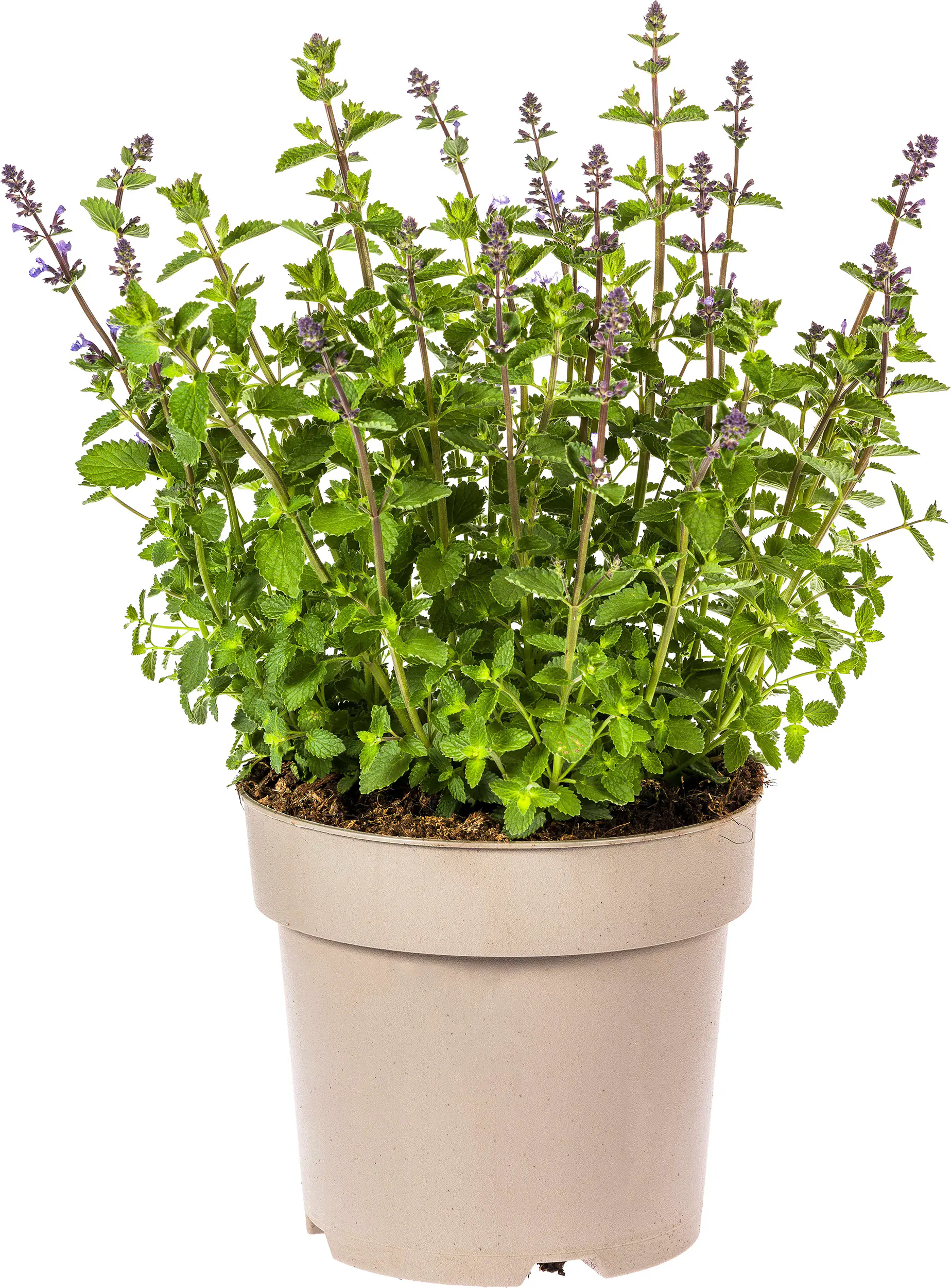 Katzenminze Nepeta faassenii Purrsian Blue 19 cm Topf