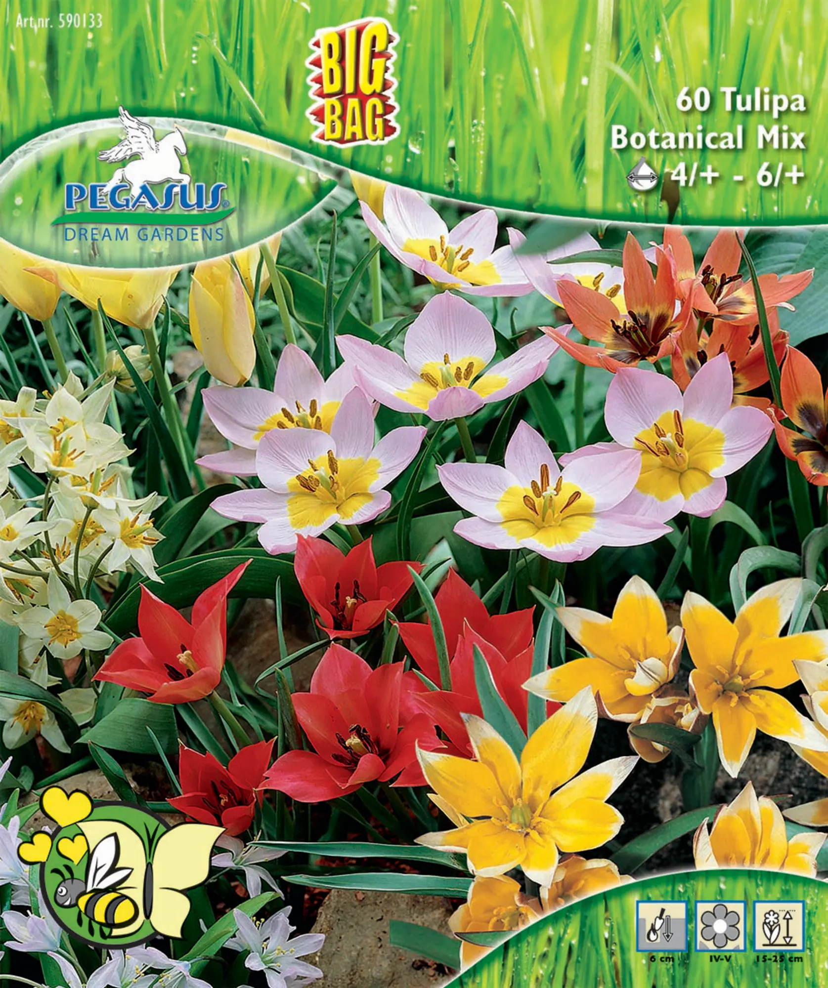 Pegasus Herbstblumenzwiebel Big Bag Bienentulpen Mischung 60 Stück