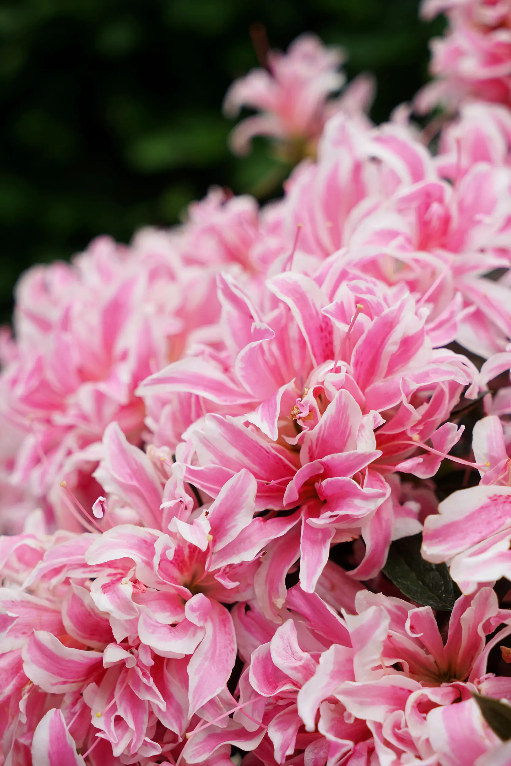 Japanische Azalee Rhododendron Pink Spider 20 - 30 cm hoch 17 cm Topf Japanische Azalee Rhododendron Pink Spider 20 - 30 cm hoch 17 cm Topf