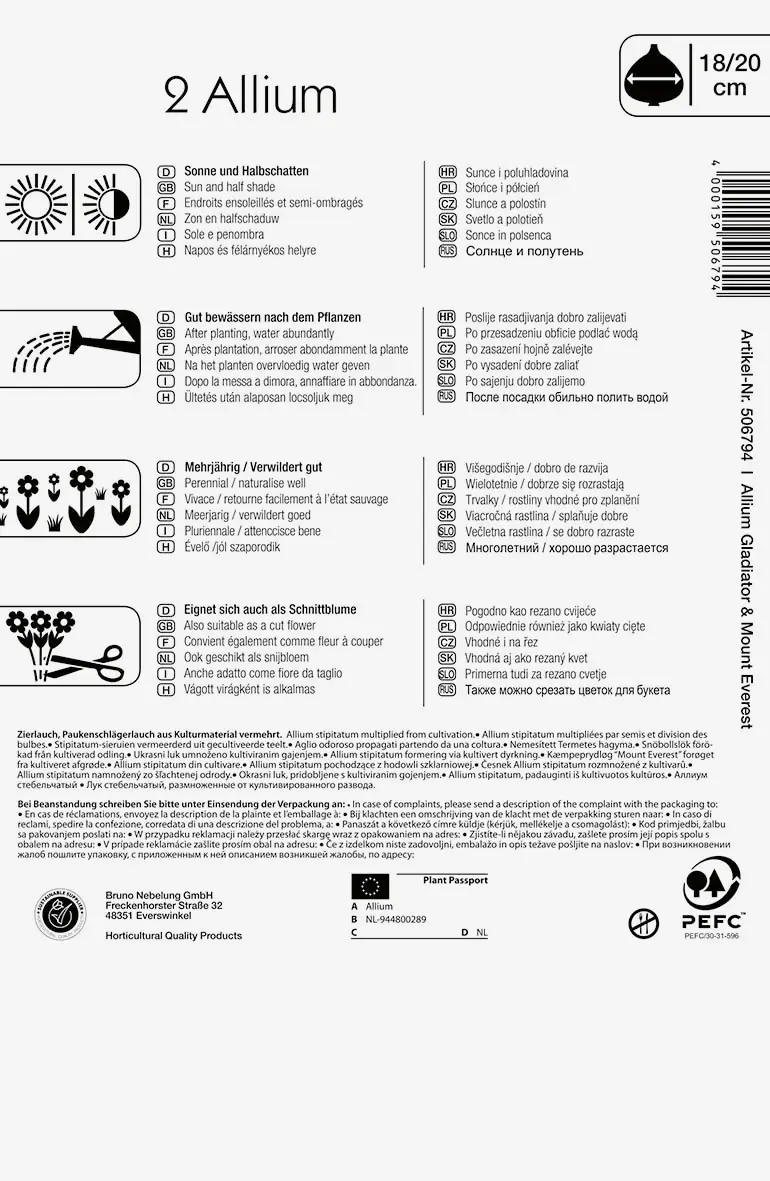 Zierlauch Weiß und Blau Allium x Hybrida