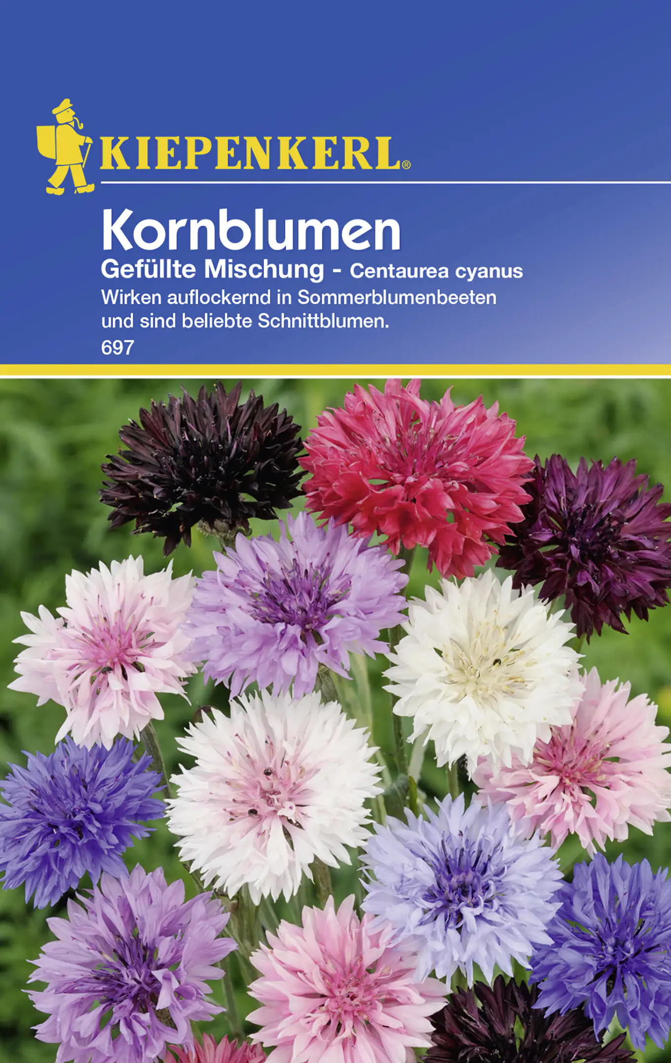 Kiepenkerl Kornblume Gefüllte Mischung Centaurea cyanus, Inhalt: ca. 50 Pflanzen Kiepenkerl Kornblume Gefüllte Mischung Centaurea cyanus, Inhalt: ca. 50 Pflanzen