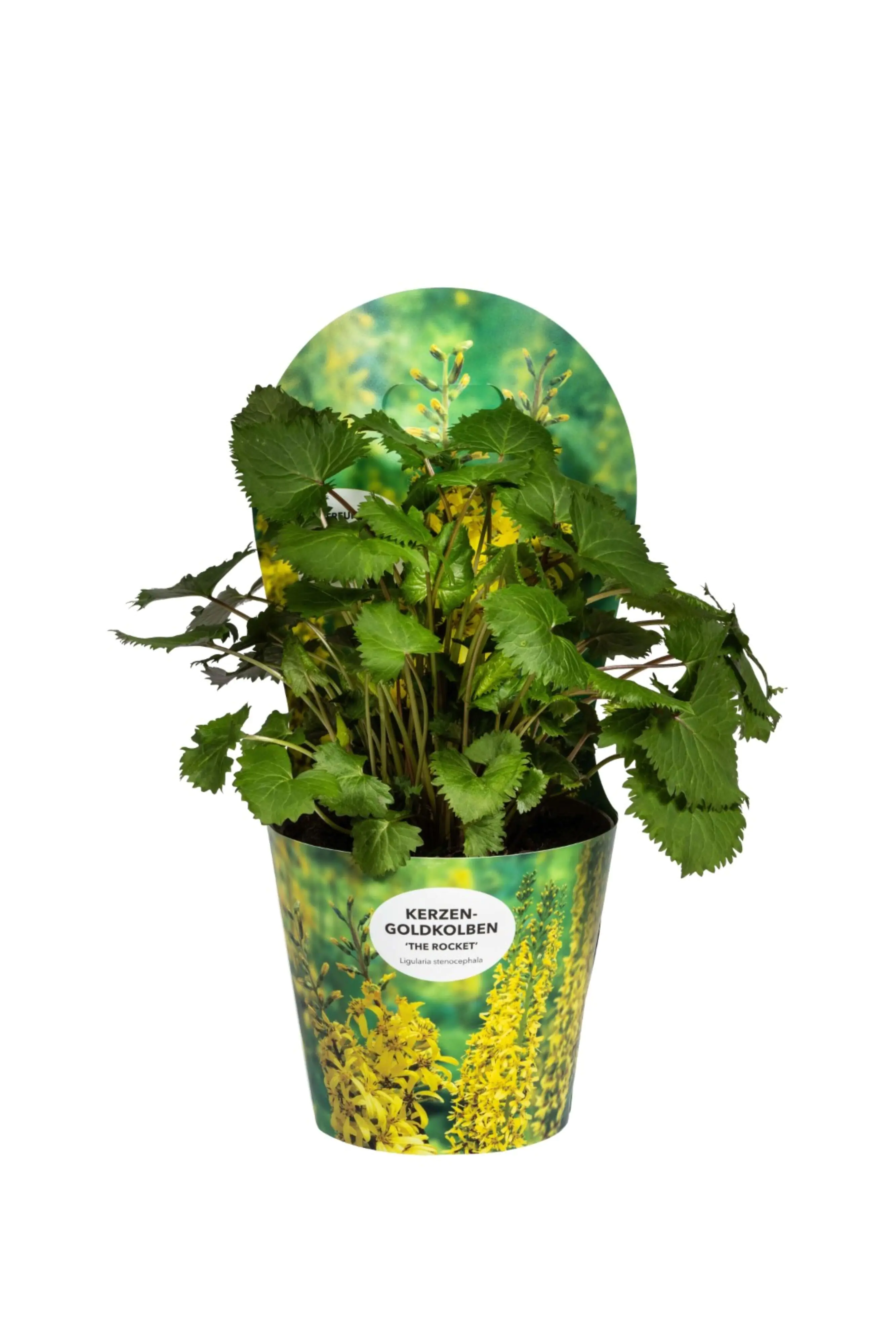 Ligularia Stenocephala Schmaler Goldkolben 19 cm