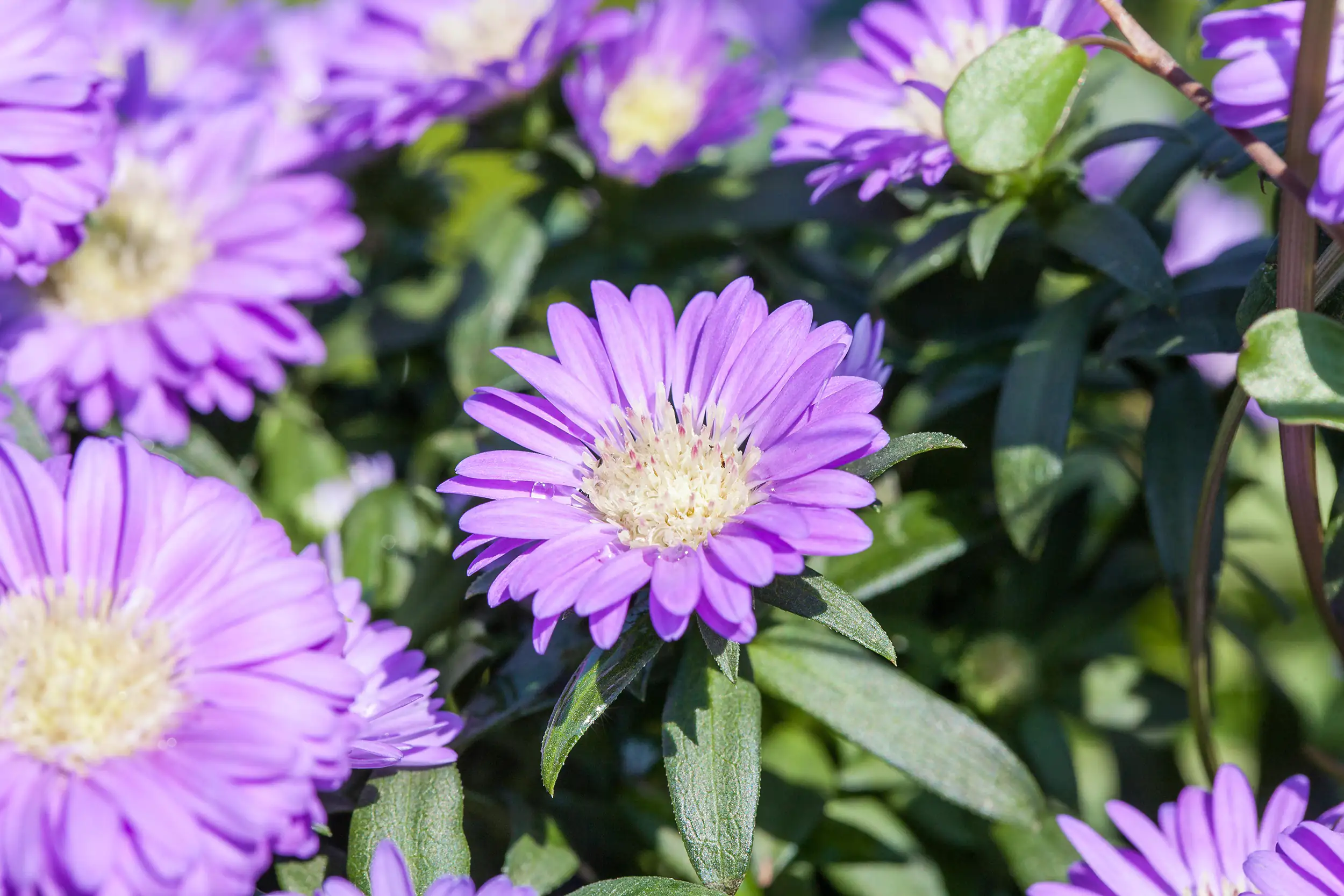 8717432463656_01 Aster Mystery Lady 12 cm Topf