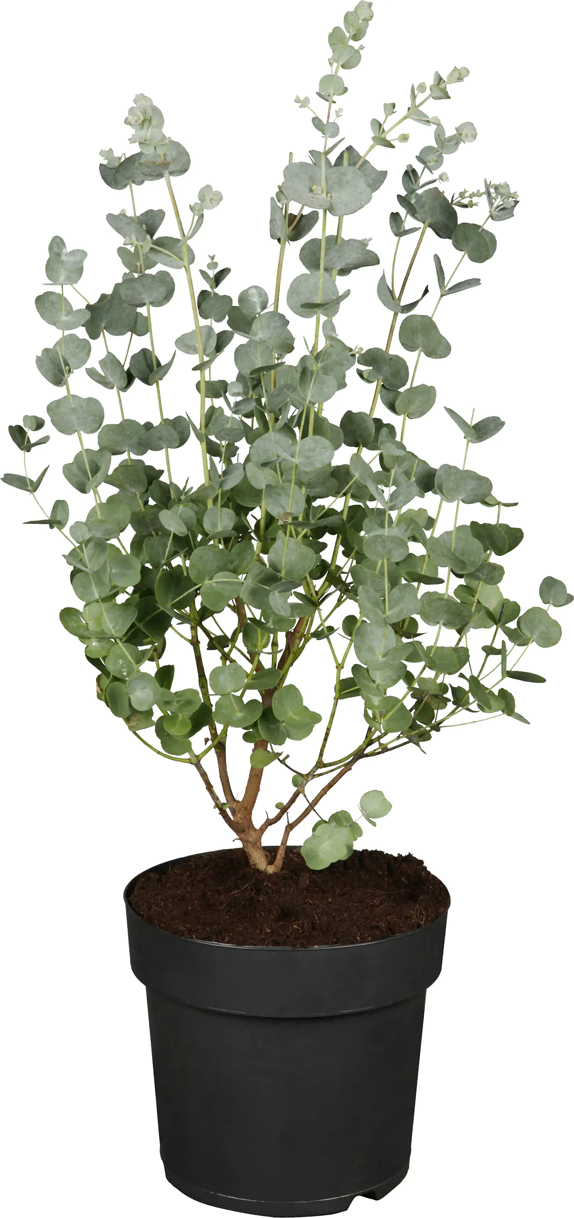 Eucalyptus Australian Spirit 14 cm Topf