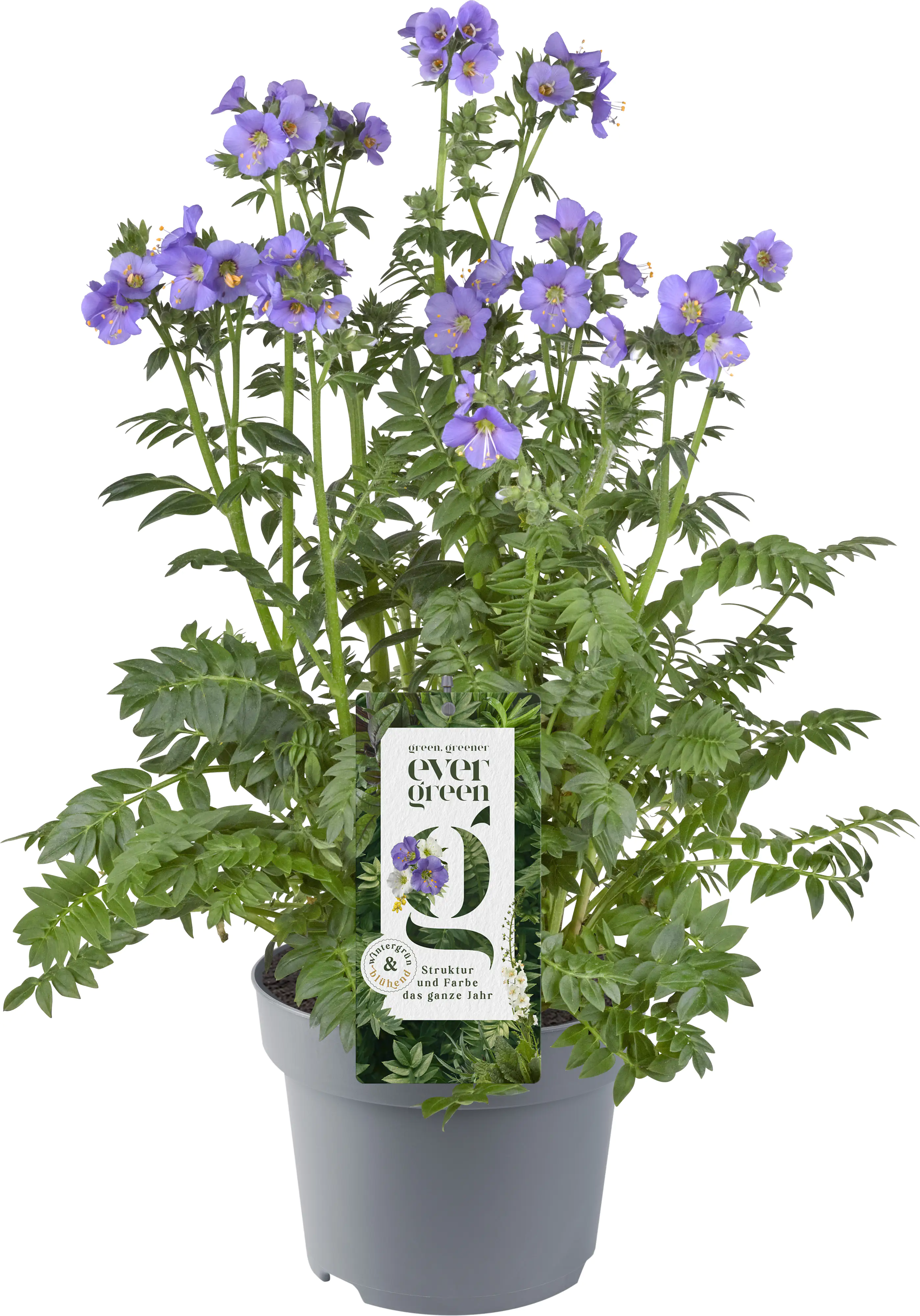 Evergreen 13 cm Topf
