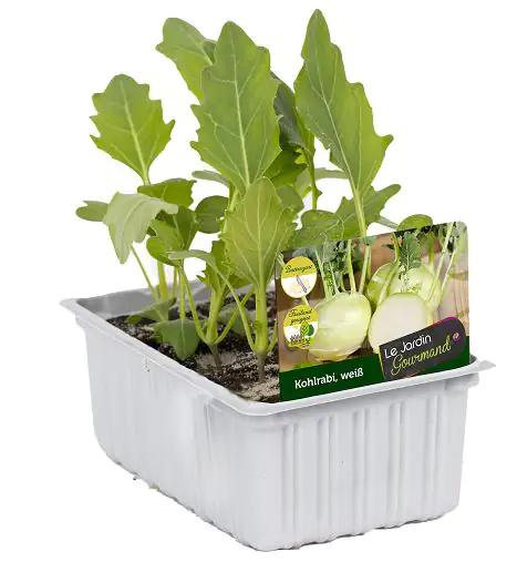 Salat- und Gemüsesetzlinge "Le Jardin Gourmand" Kohlrabi weiss 6er Schale