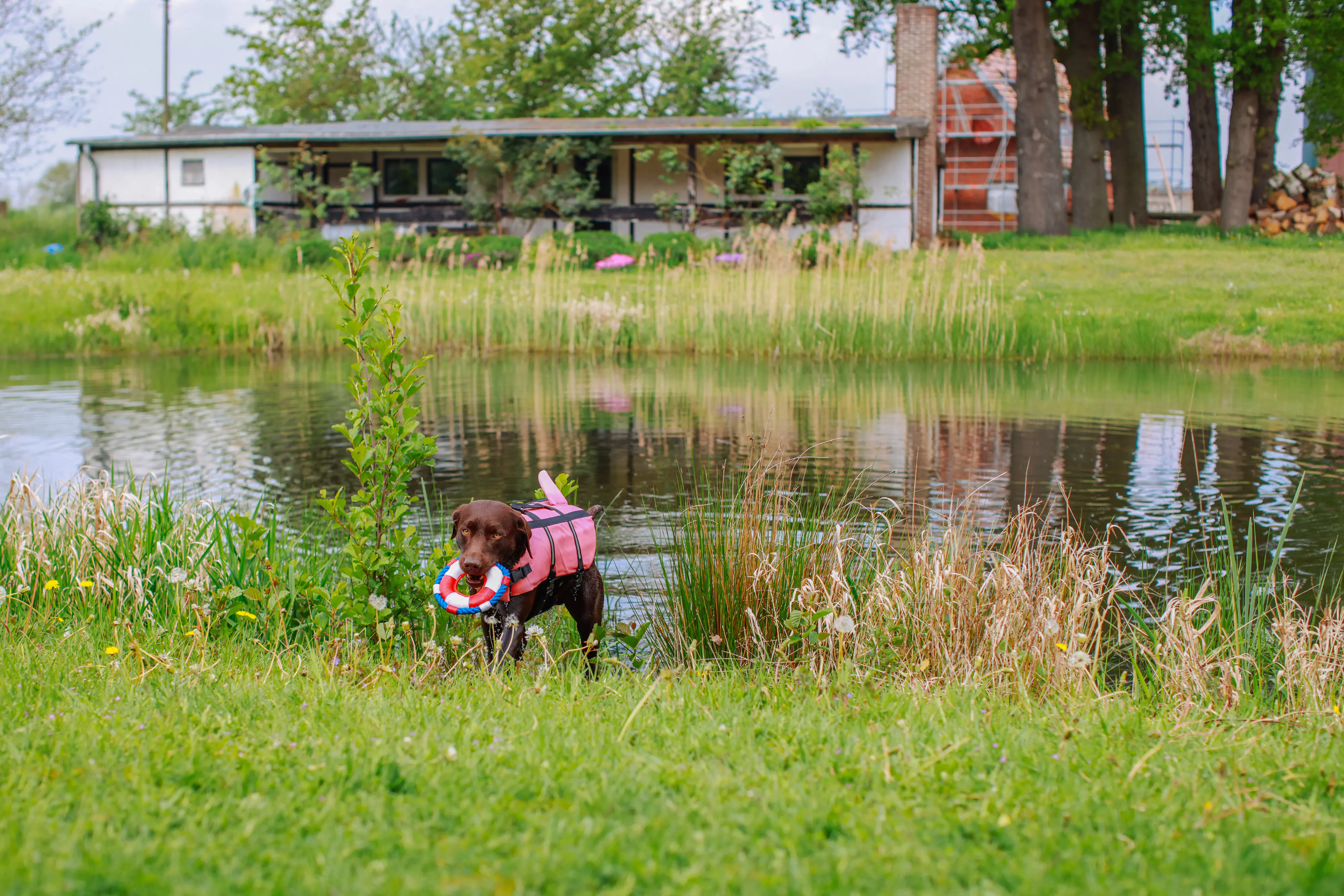 Nobby Hunde Schwimmweste Sharki mit Haiflosse pink Nobby Hunde Schwimmweste Sharki mit Haiflosse pink