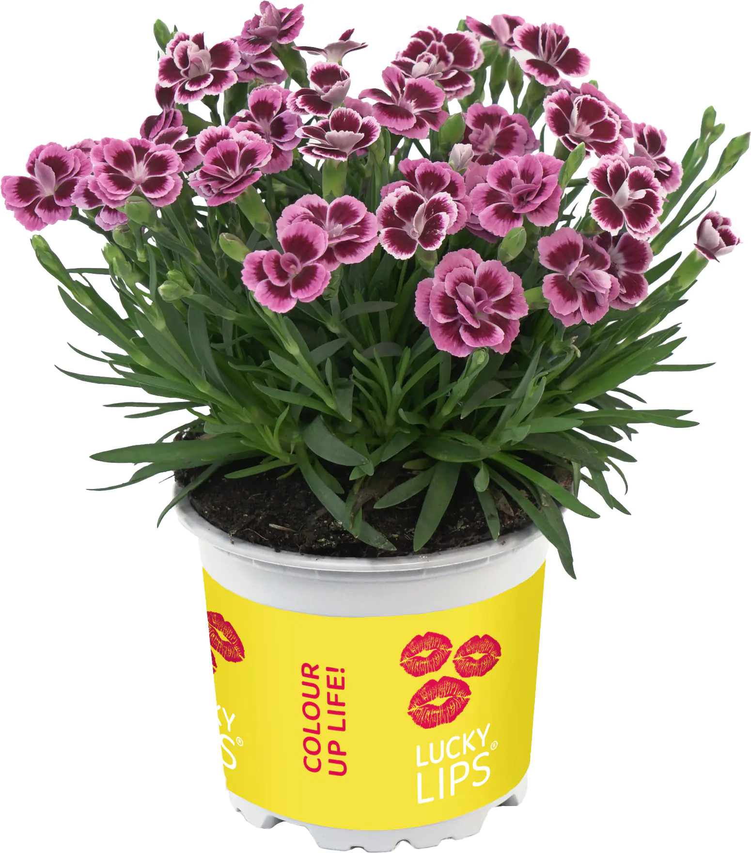 Dianthus Lucky Lips Nelke 17cm