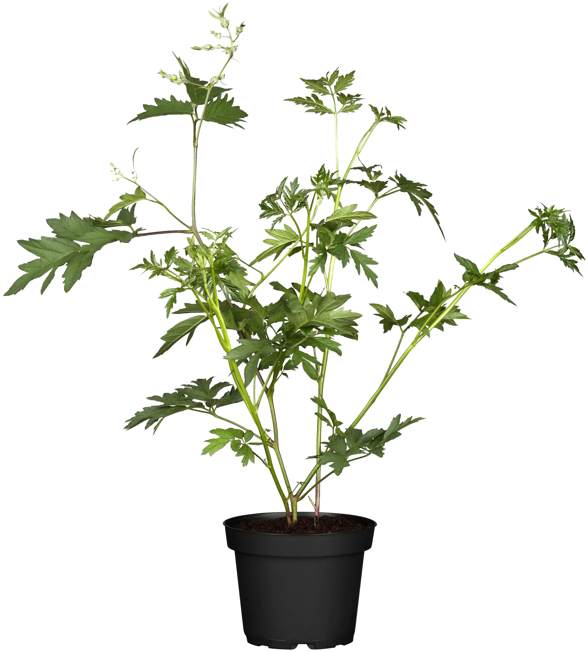 Bio Beerenobst Blaubeere Rubus fruticosus schwarz 3 Liter Topf 