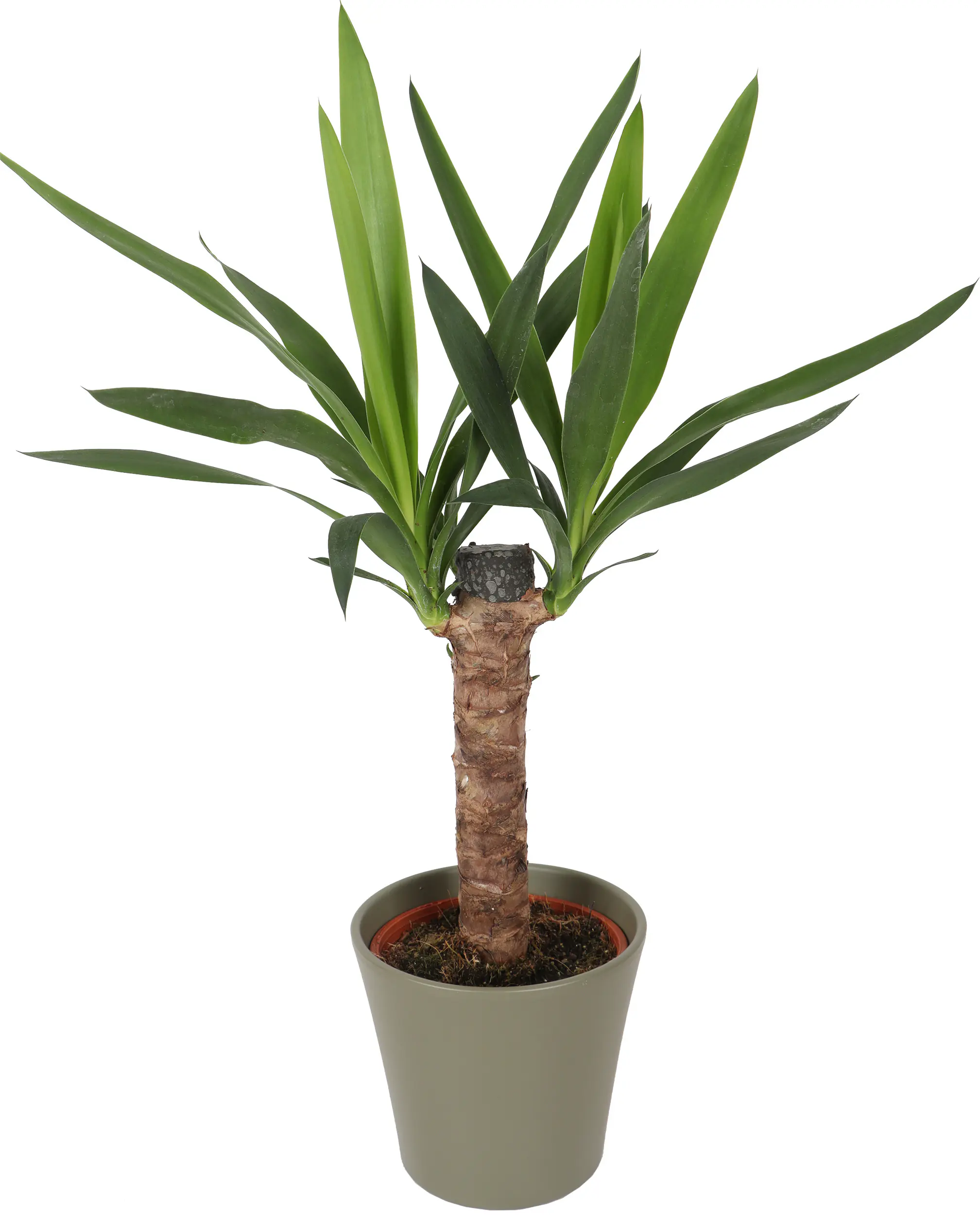 Grünpflanzen inklusive 14 cm Topf