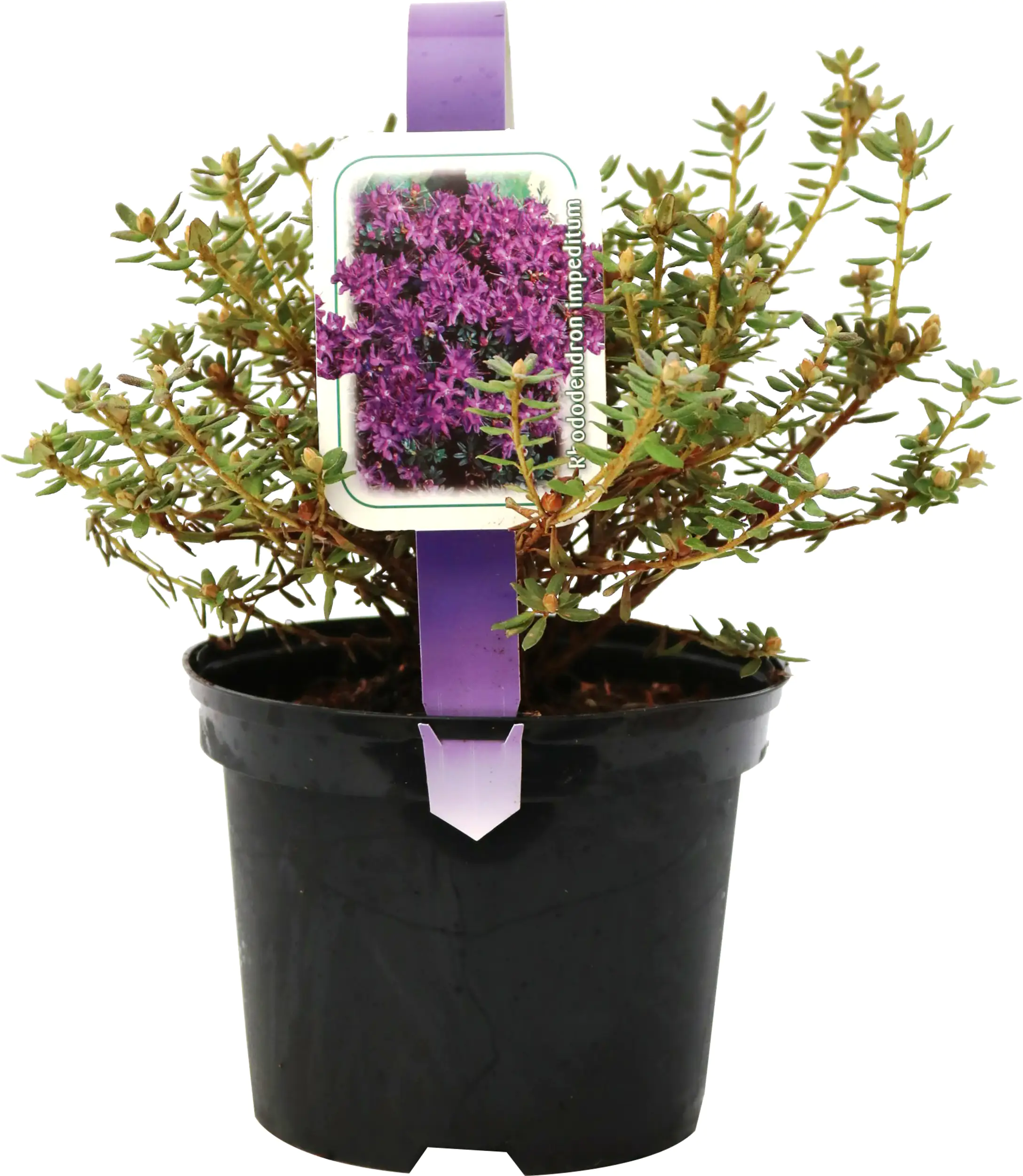 4029395002655_3 Zwergrhododendron H 15- 20 cm 2 L Container