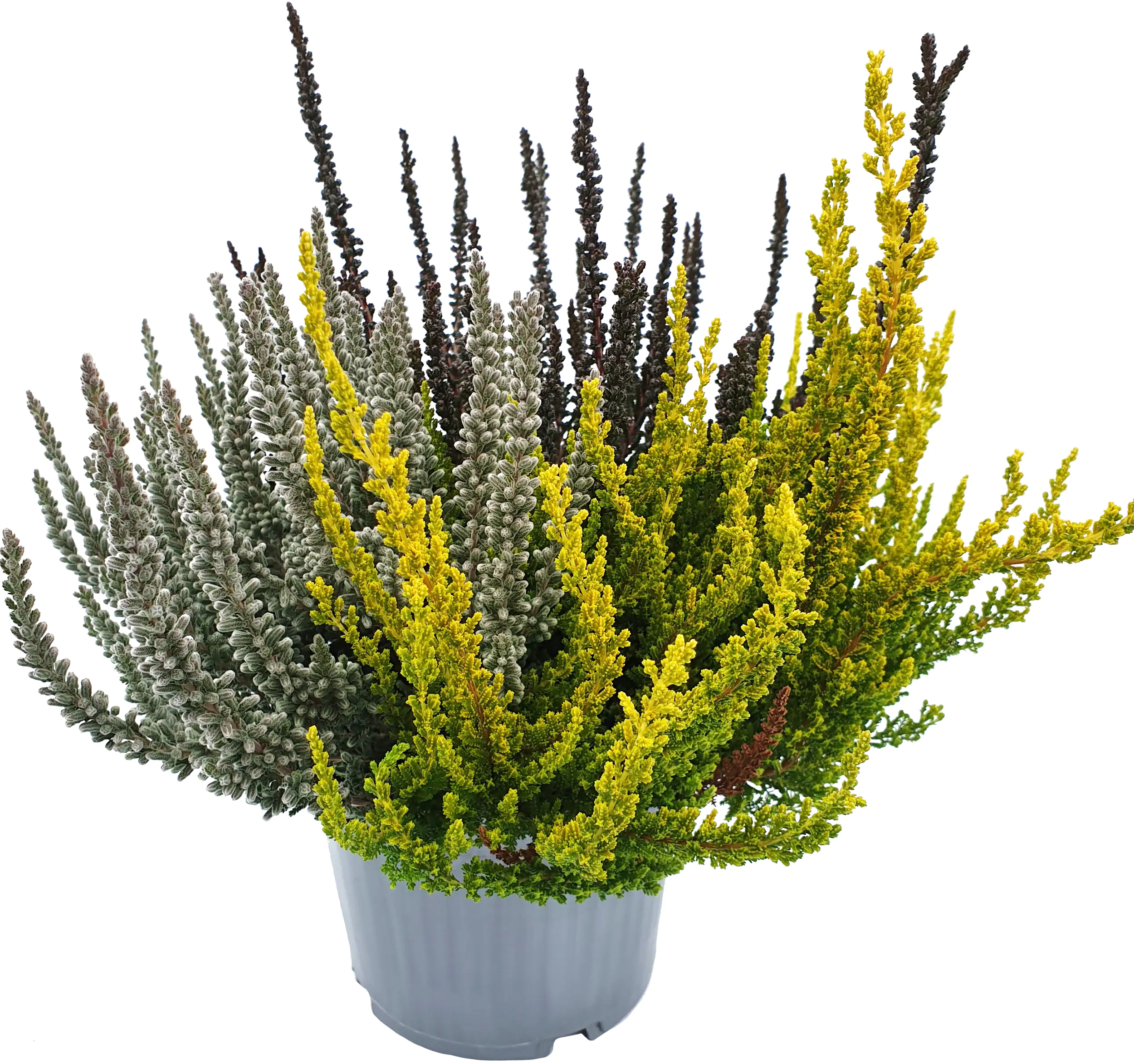 Calluna Dream Team 13 cm Topf