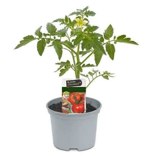 Fleischtomate 10,5 cm Topf