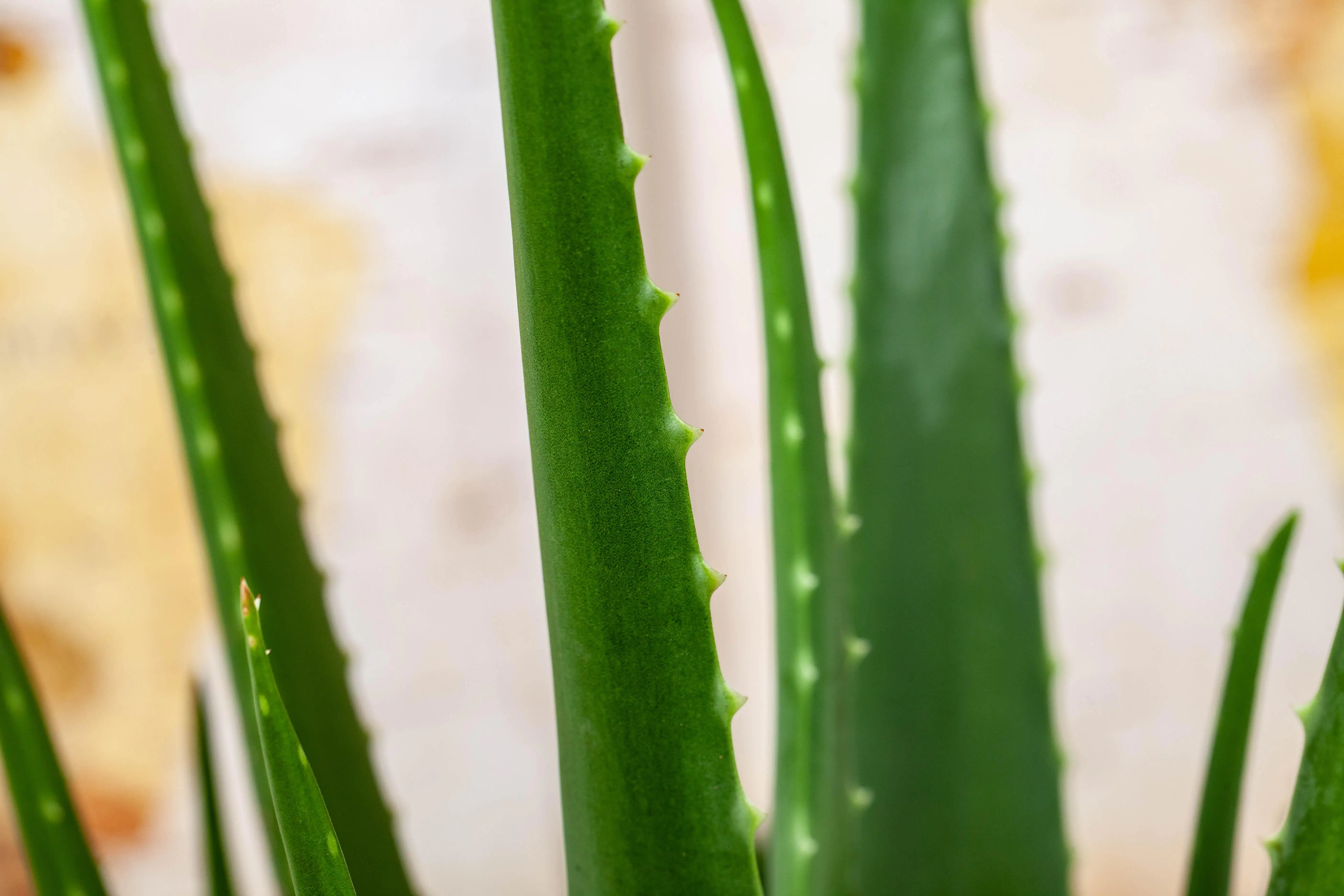 Aloe Vera H ca. 50 cm 15 cm Topf