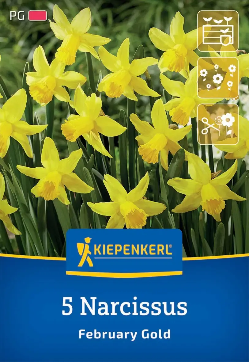 Kiepenkerl Herbstblumenzwiebel Alpenveilchen-Narzisse February Gold 5 Stück