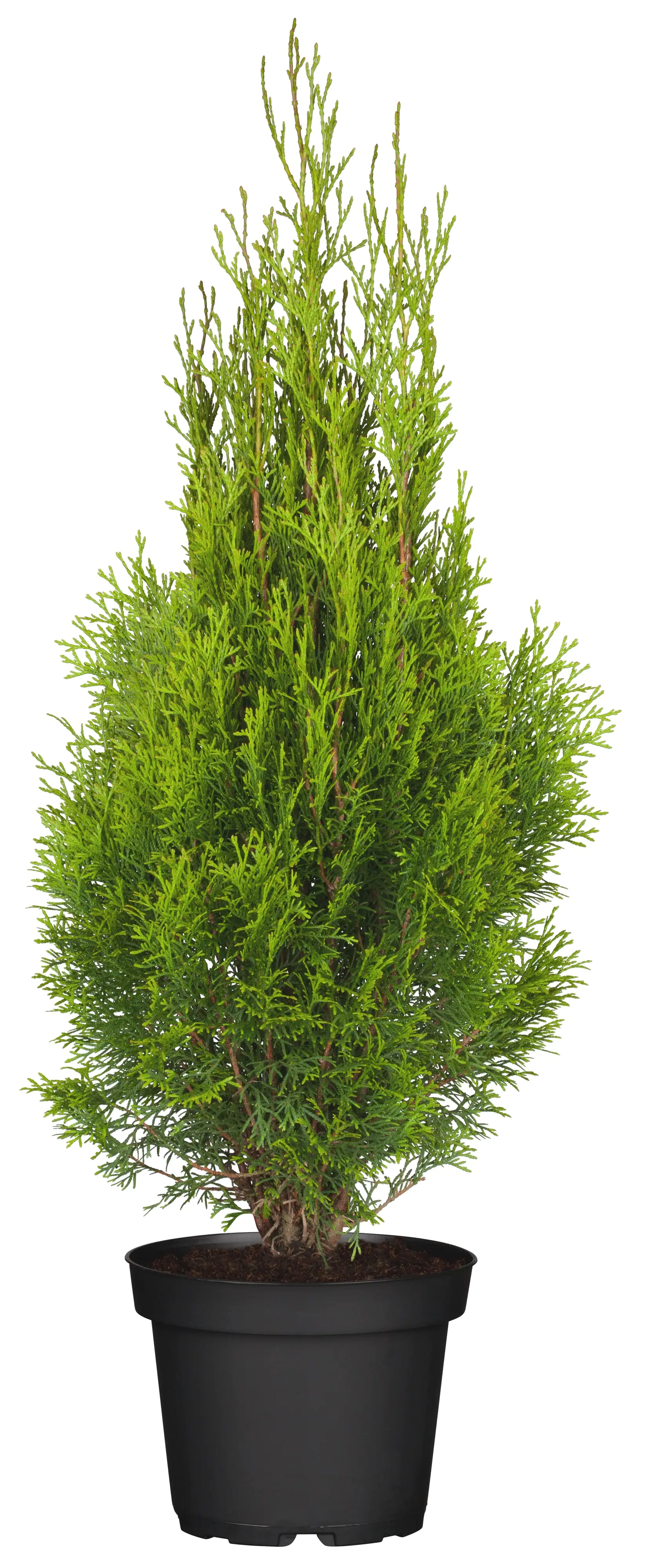 Lebensbaum Thuja occ. Smaragd H 100-120 cm 5 L Container Lebensbaum Thuja occ. Smaragd H 100-120 cm 5 L Container