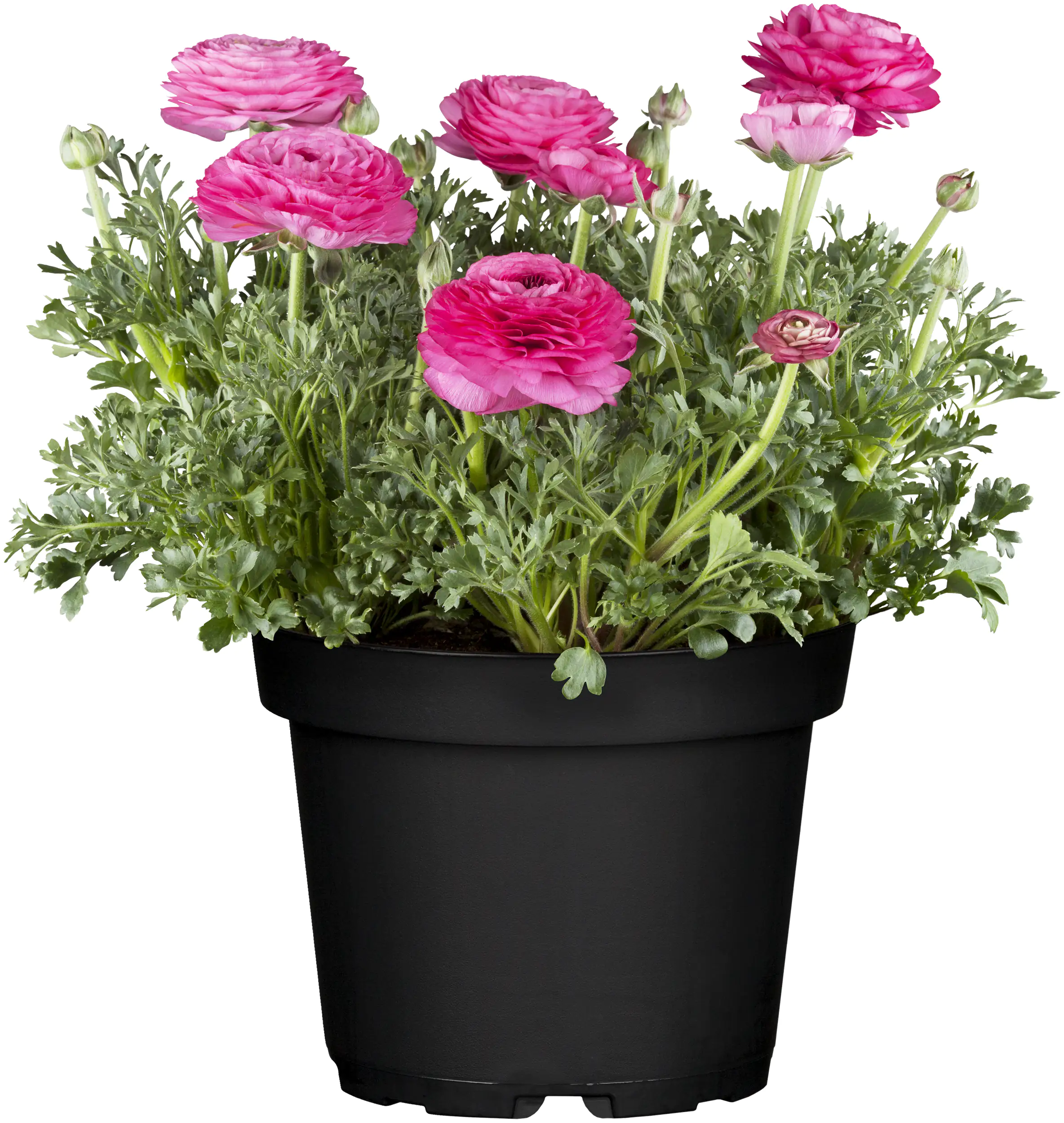 8717432595722_01 Ranunkel Ranunculus H ca 15 cm 10,5 cm Topf