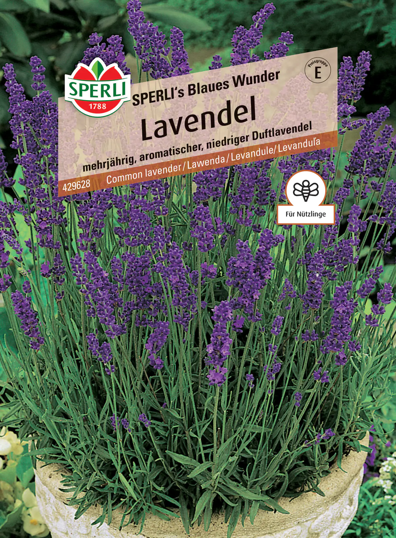 Sperli Lavendel Sperli 's Blaues Wunder