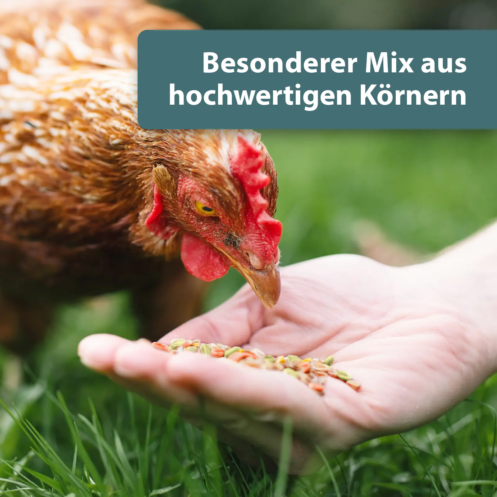 Quiko Hobbyfarming Pick und Scharr Mix für Hühner und Geflügel 700 g