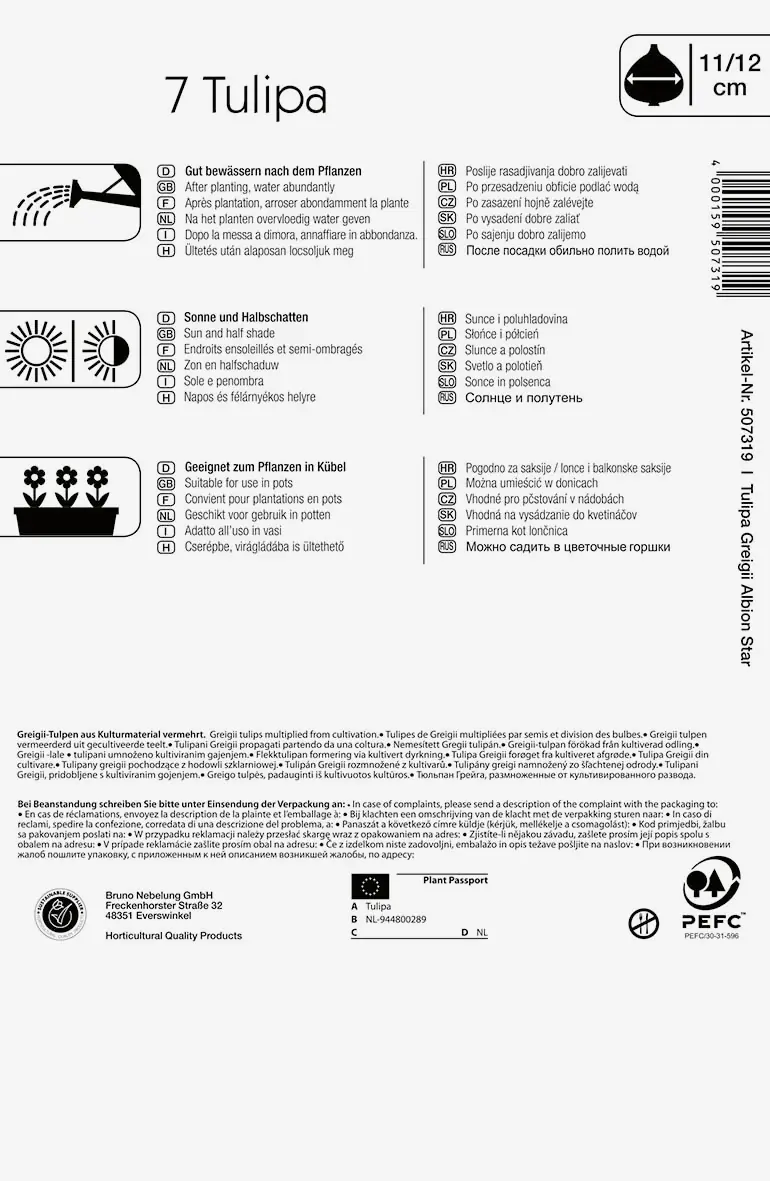 Greigii-Tulpe Albion Star Tulipa greigii