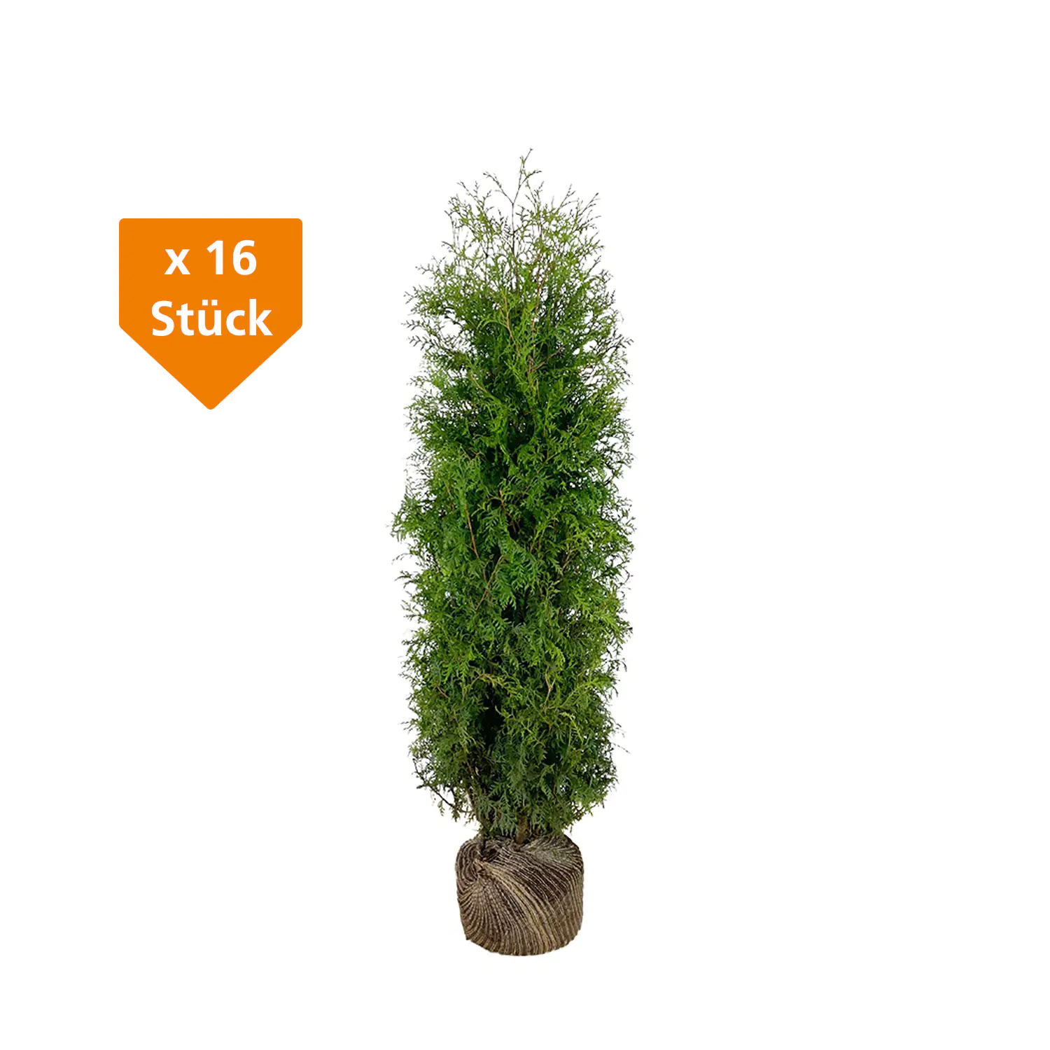 Lebensbaum Thuja occ. Brabant H 160 - 180 cm, 16 Stück