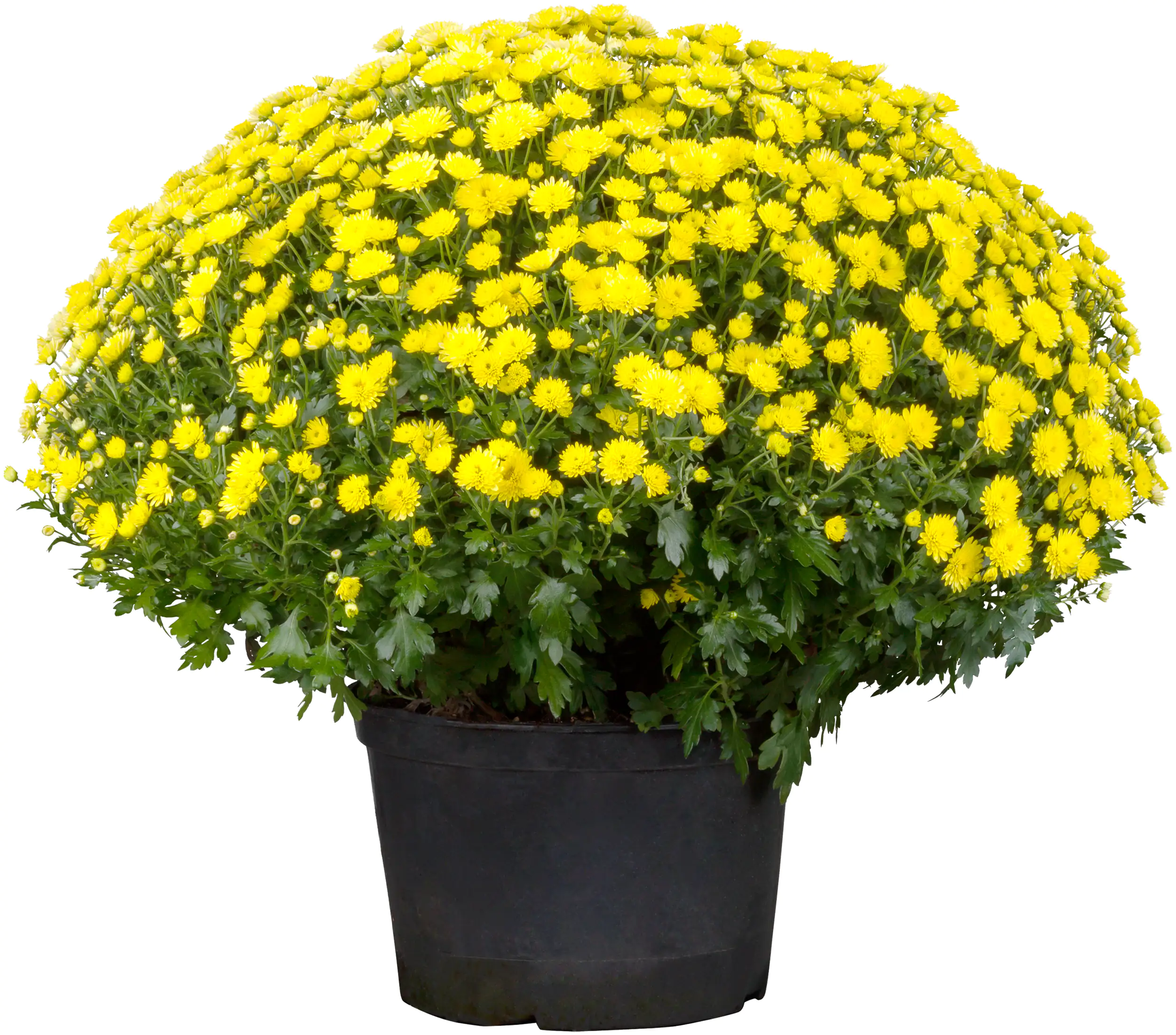 Chrysanthemen Busch Ø 45 cm 19 cm Topf