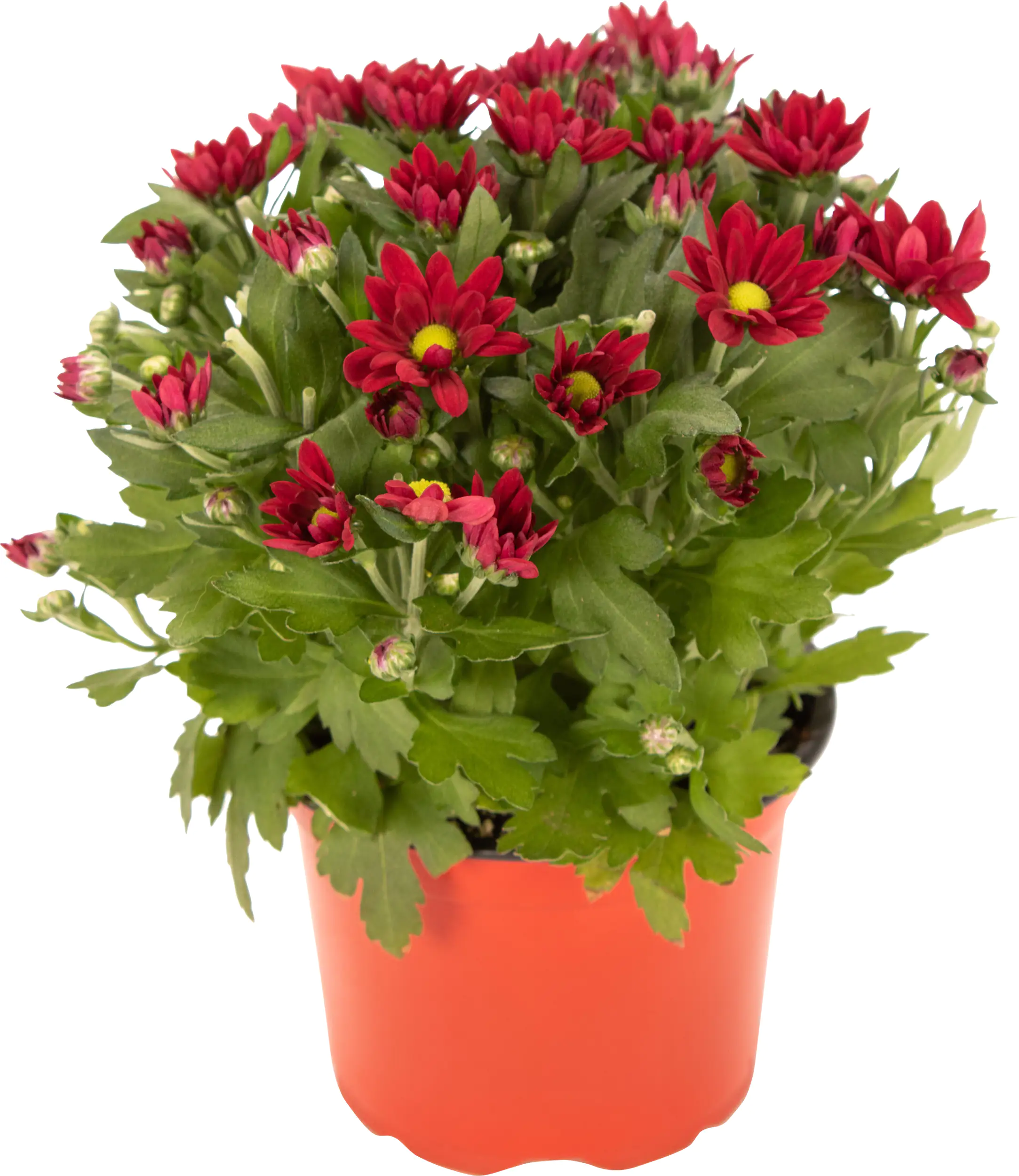 8717432562953_04 Chrysantheme Swifty H ca 20 cm 10,5 cm Topf