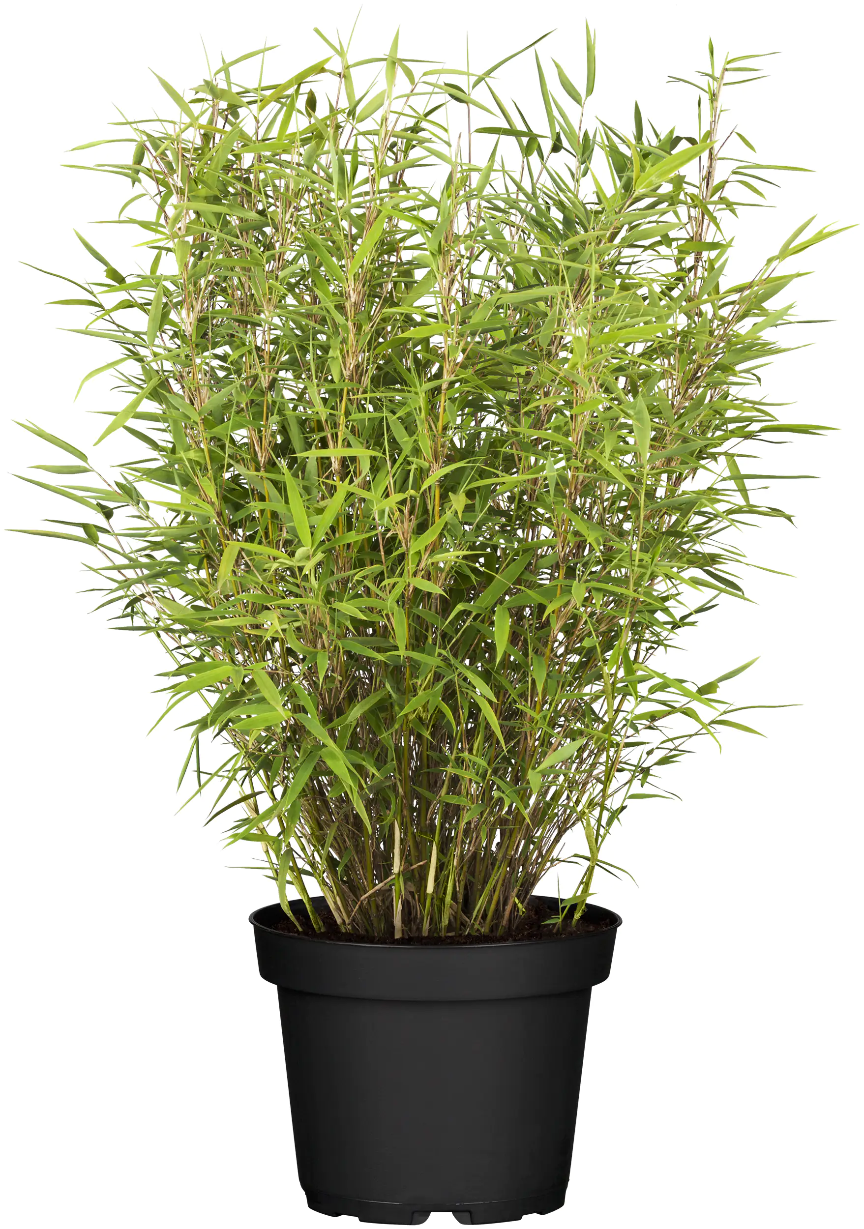 Heckenbambus Fargesia murielae H 40-60 cm 5 l Container