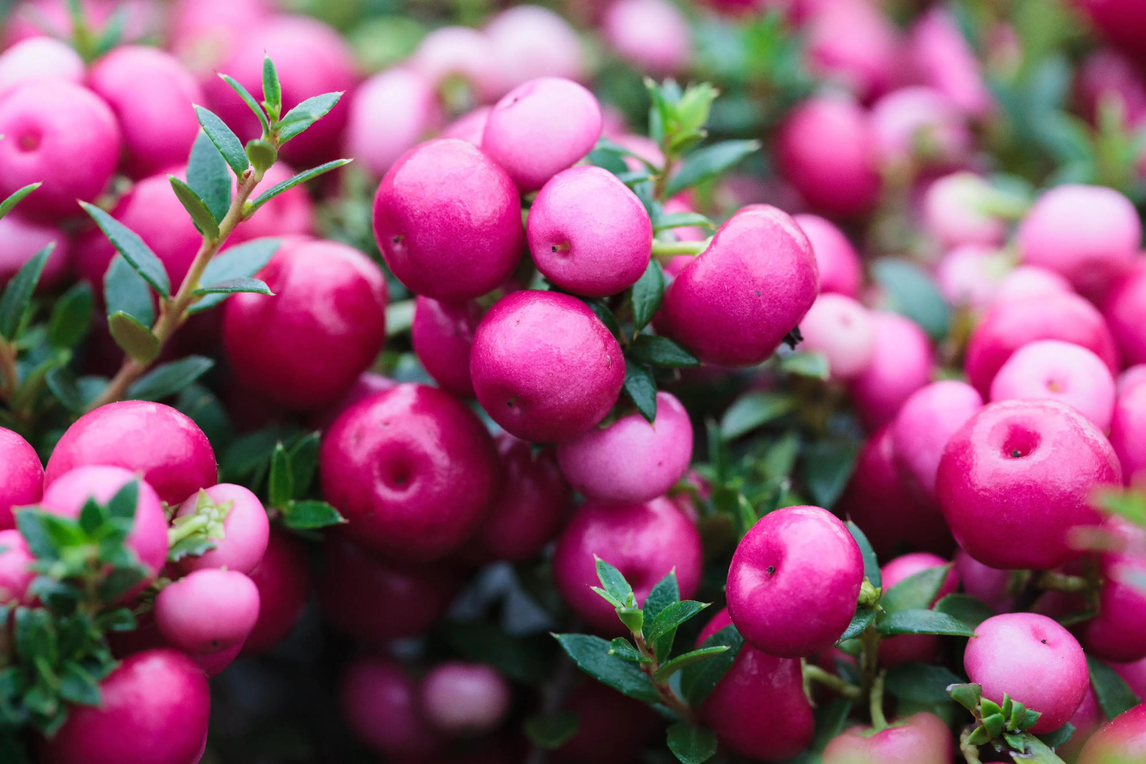 Torfmyrthe Pernettya mucronata 10,5 cm Topf