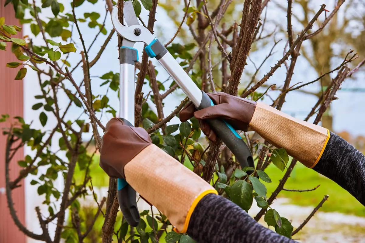 Gebol Handschuh Laurin 