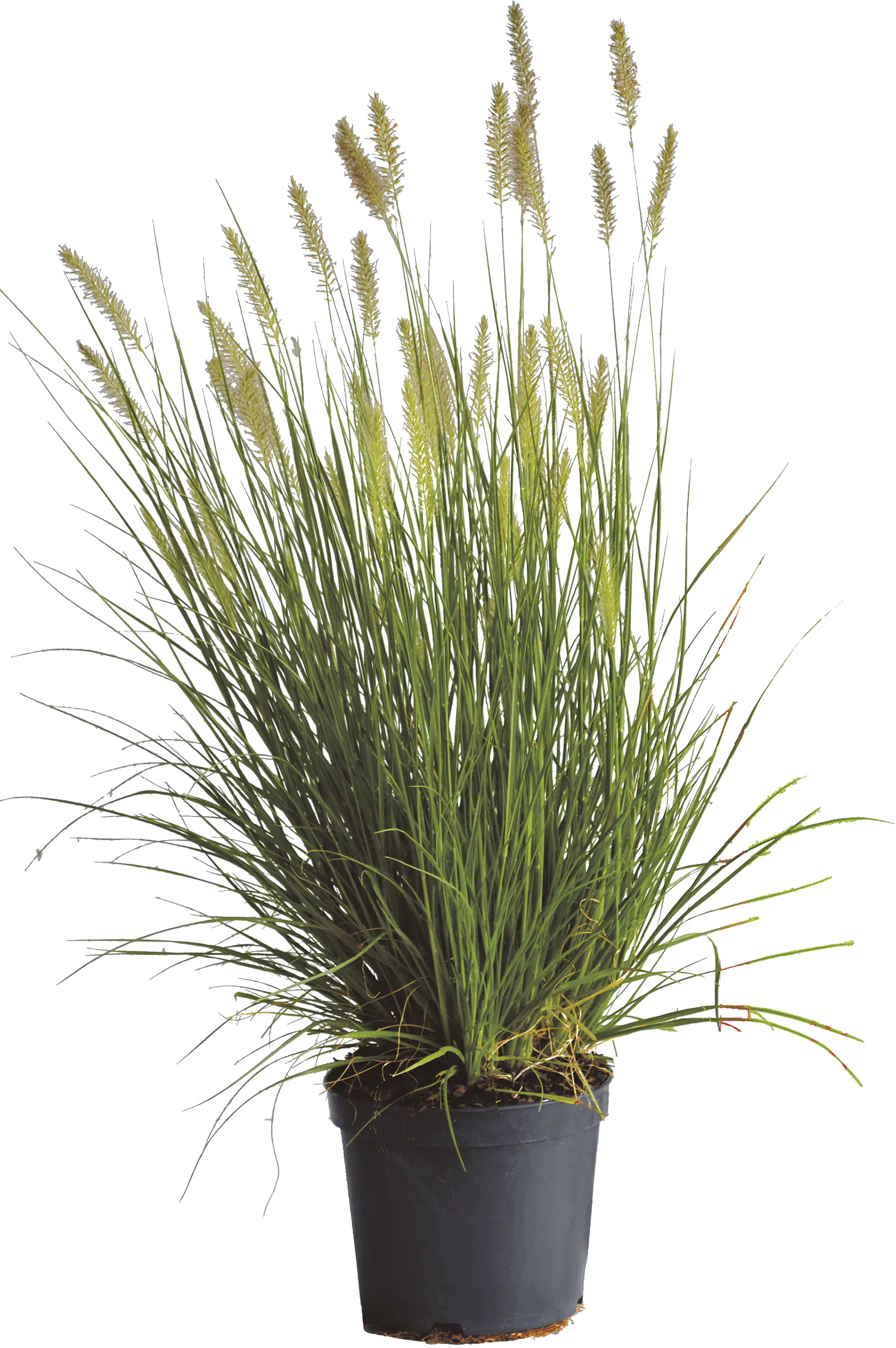 Lampenputzergras 3,5 L Container, 60- 80 cm hoch Lampenputzergras 3,5 L Container, 60- 80 cm hoch