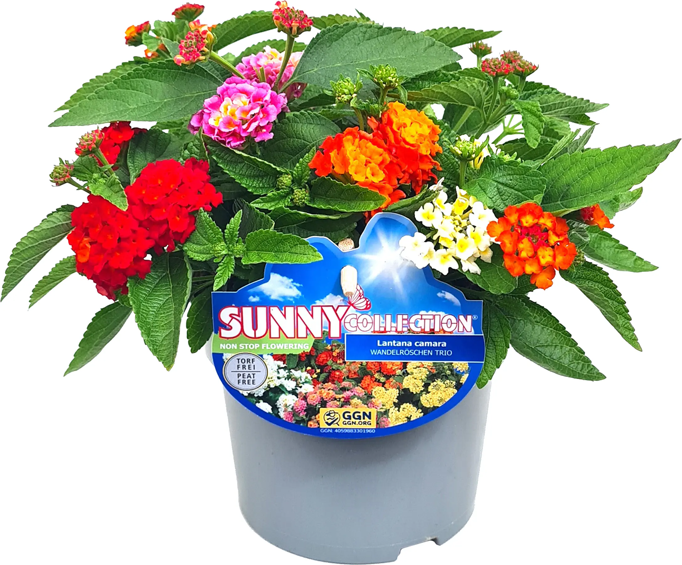 Lantana Camara Wandelröschen Trio 13 cm Topf