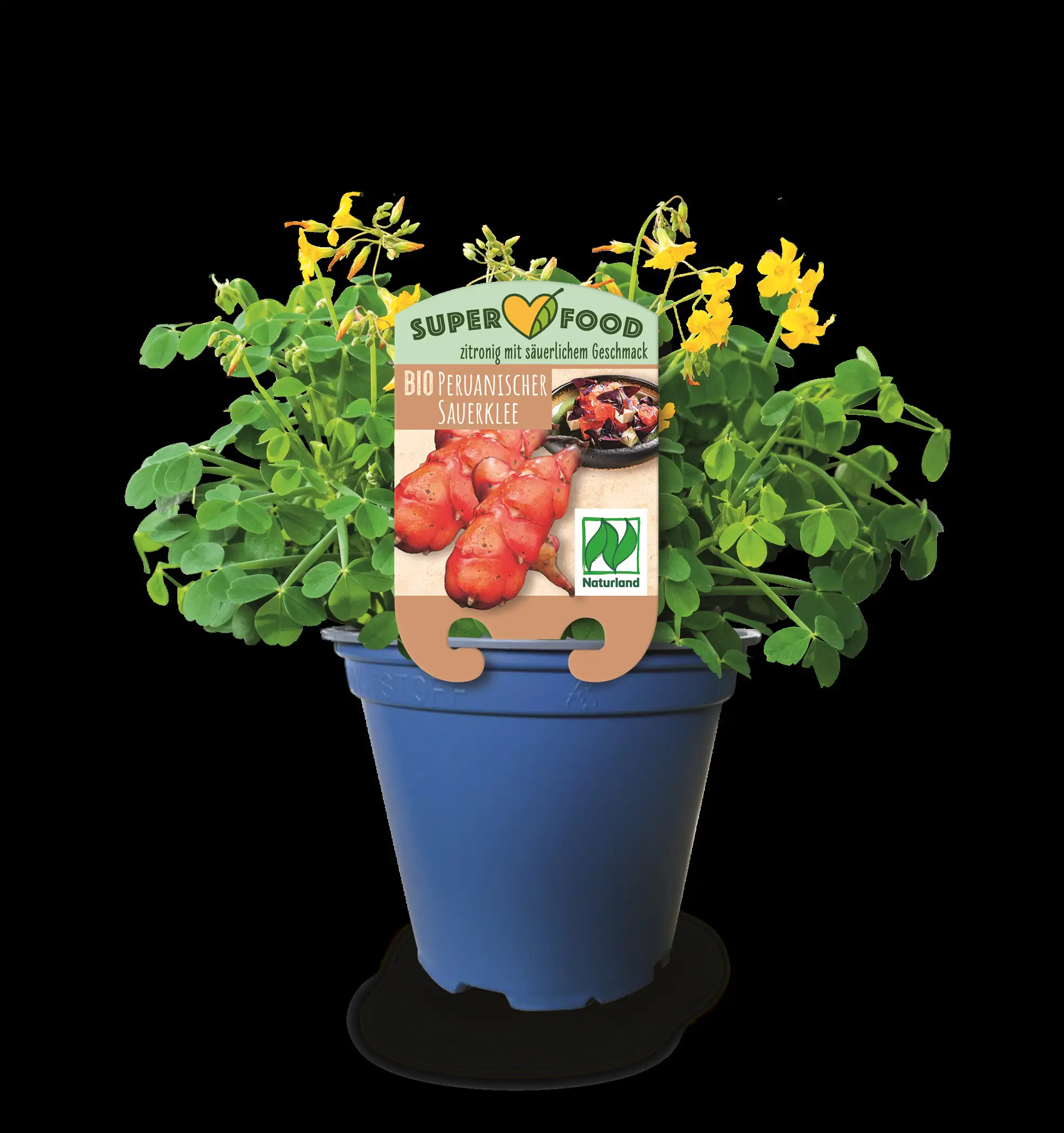 Sauerklee Oxalis tuberosa H ca 30 cm 13 cm Topf