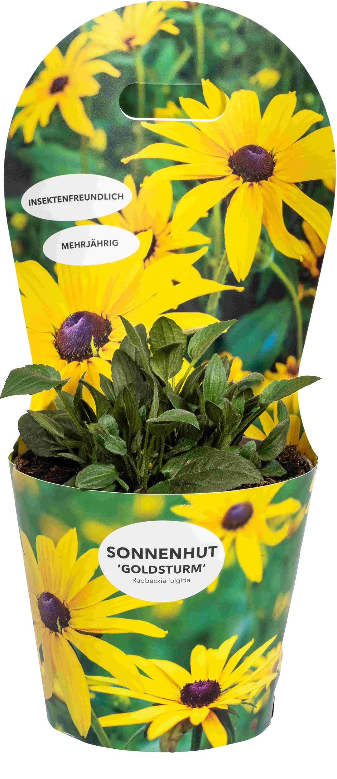 Sonnenhut Rudbeckia fulgida 'Goldsturm' H 50 - 70 cm 19 cm Topf