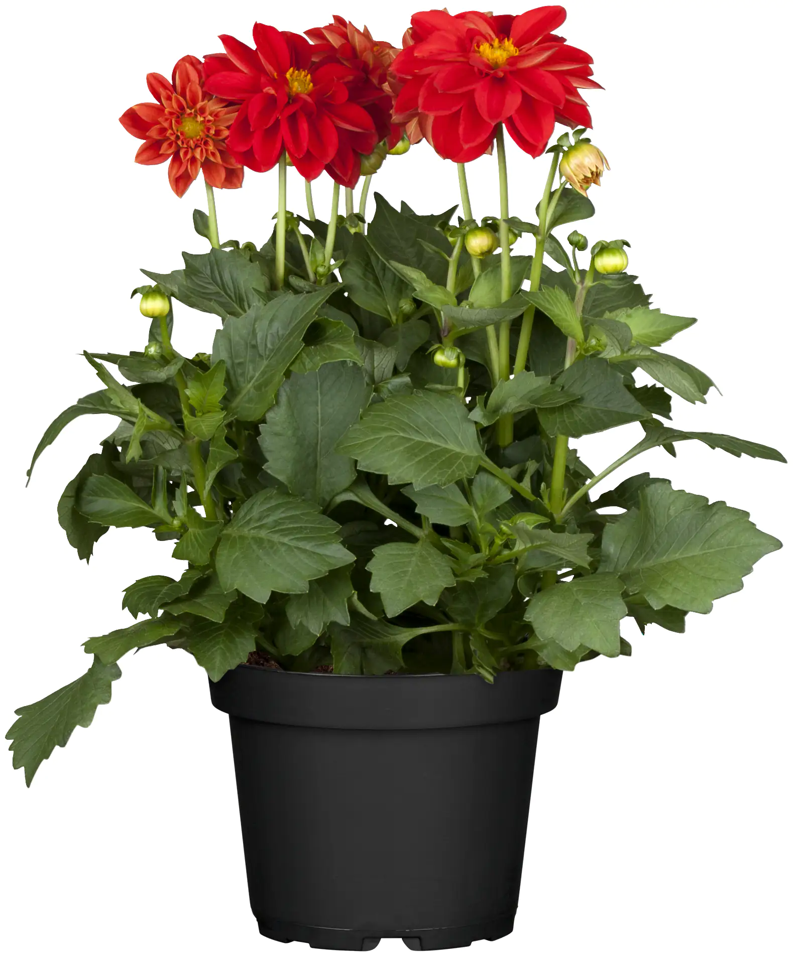Dahlia Bienenweide in Sorten H 40 cm 5 Liter Container