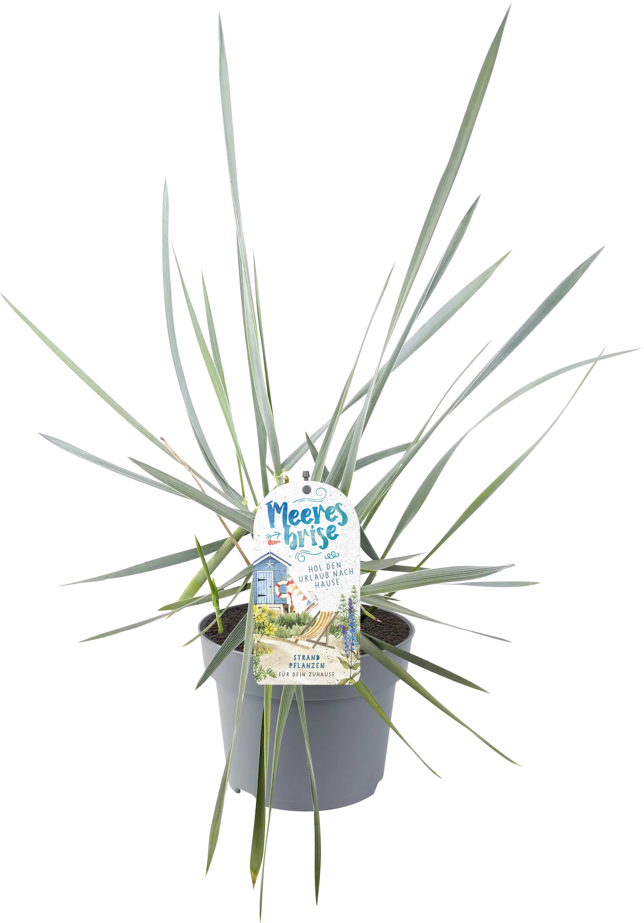 Green Happens Konzept Meeresbrise 13 cm Topf Green Happens Konzept Meeresbrise 13 cm Topf