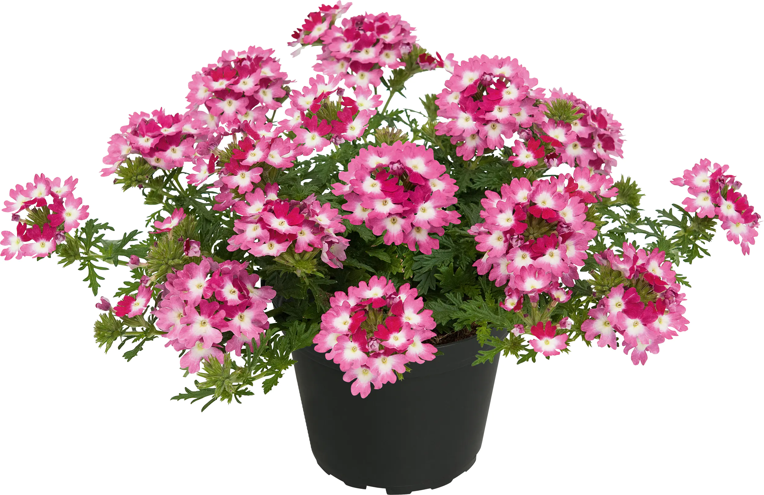 Eisenkraut Verbena 13 cm Topf Eisenkraut Verbena 13 cm Topf