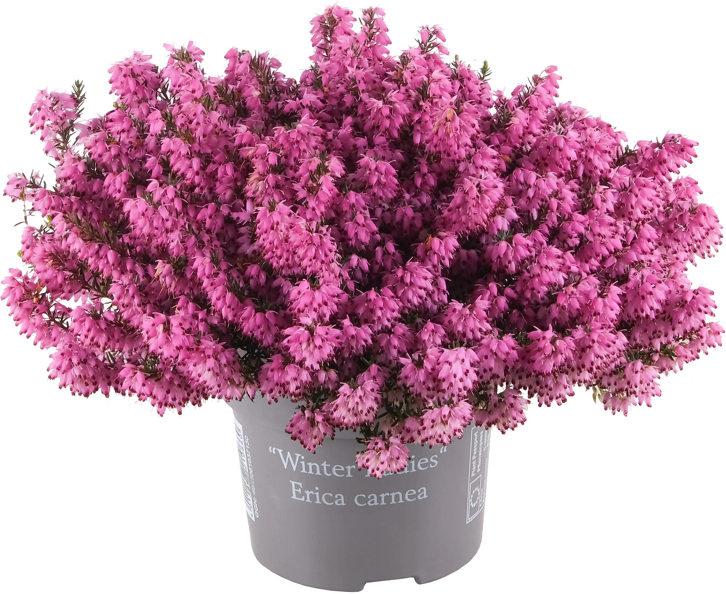 Erica Winter Beauties 11 cm Topf Erica Winter Beauties 11 cm Topf