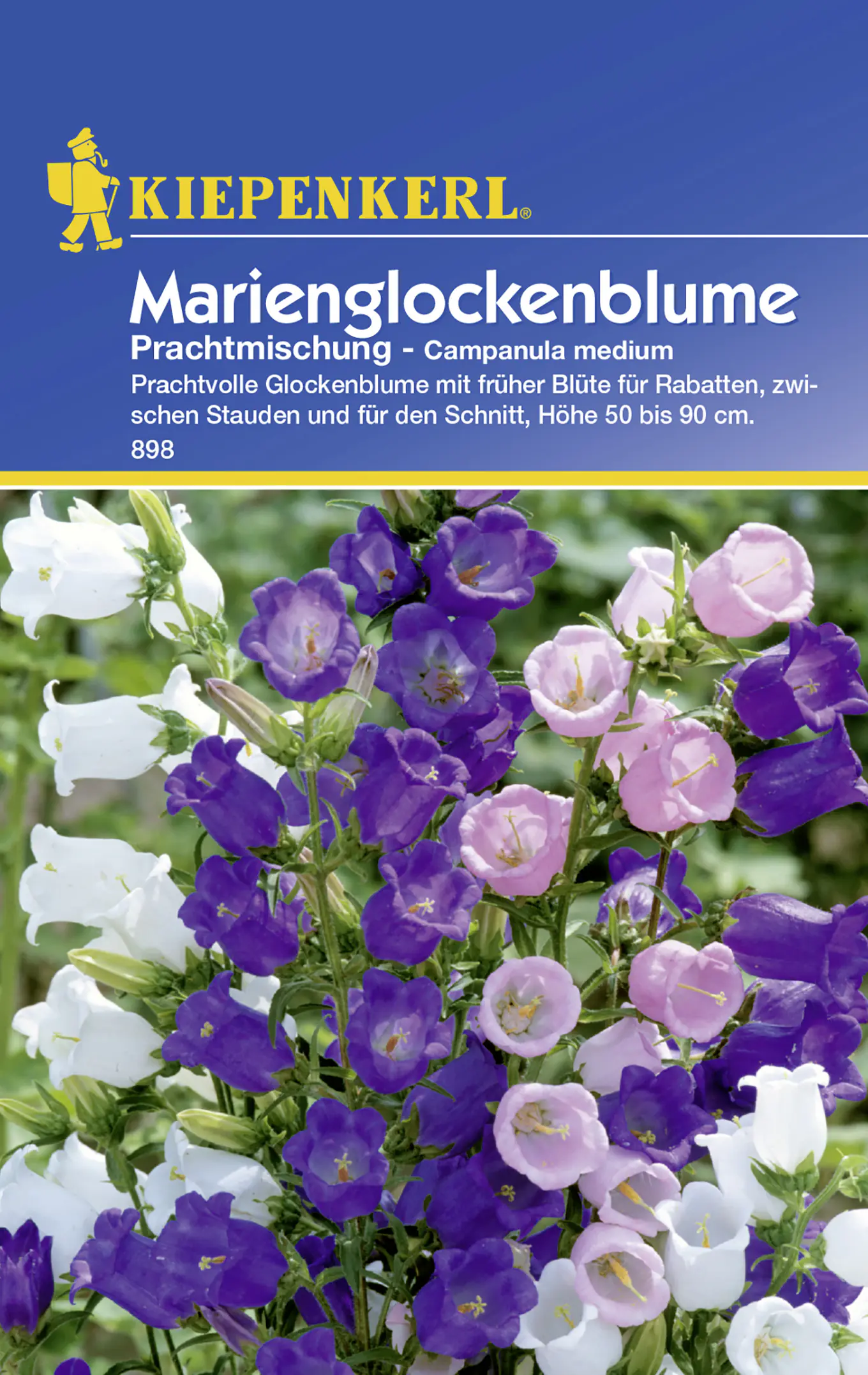 Kiepenkerl Glockenblume Prachtmischung Campanula medium, Inhalt: ca. 50 Pflanzen