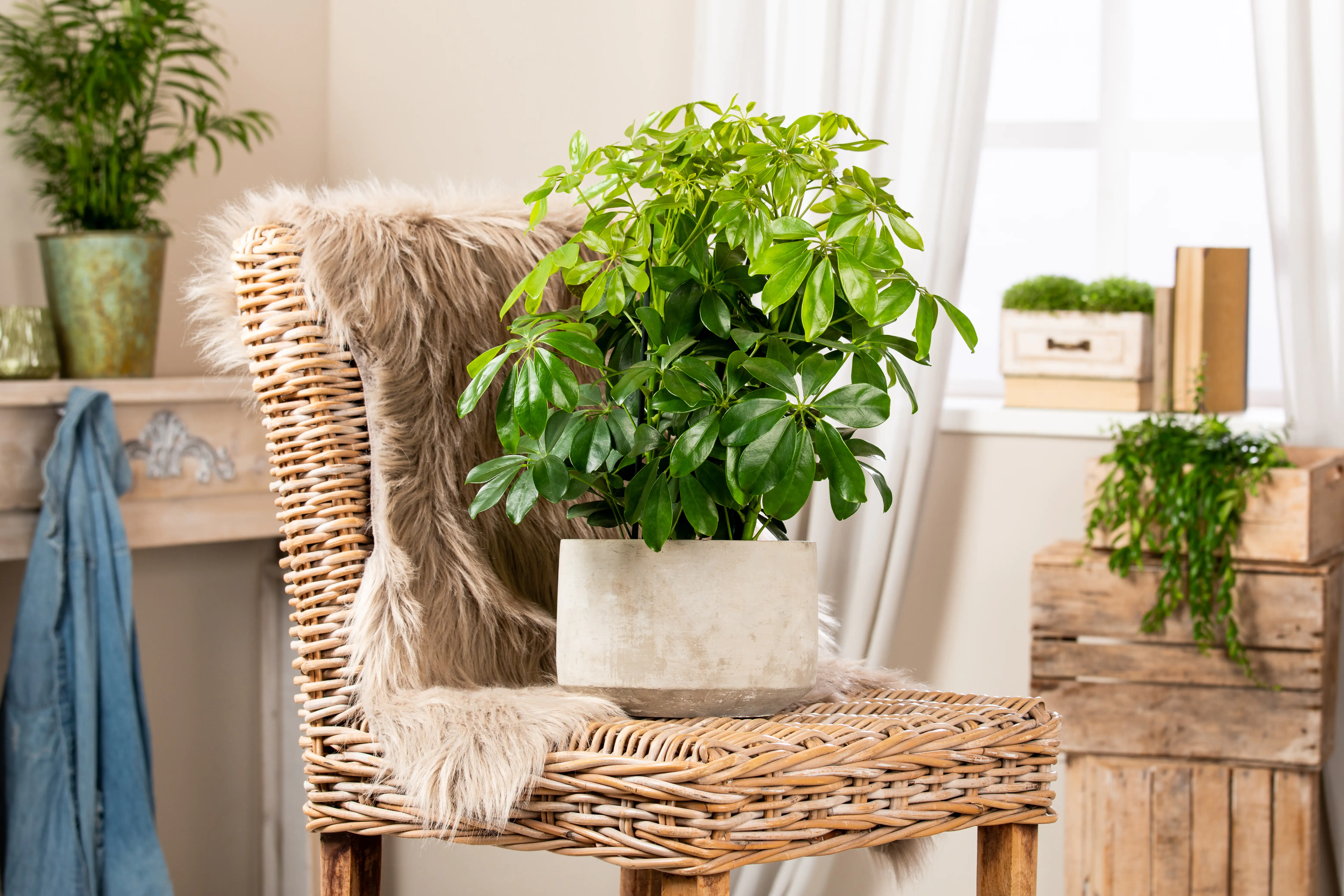 Strahlenaralie Schefflera arboricola Nora H ca. 50 cm 21 cm Topf