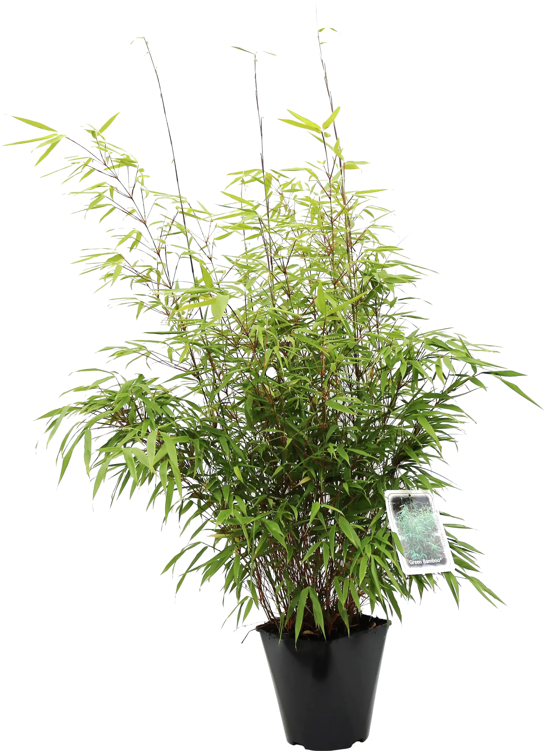 Heckenbambus Fargesia murielae H 40-60 cm 5 l Container