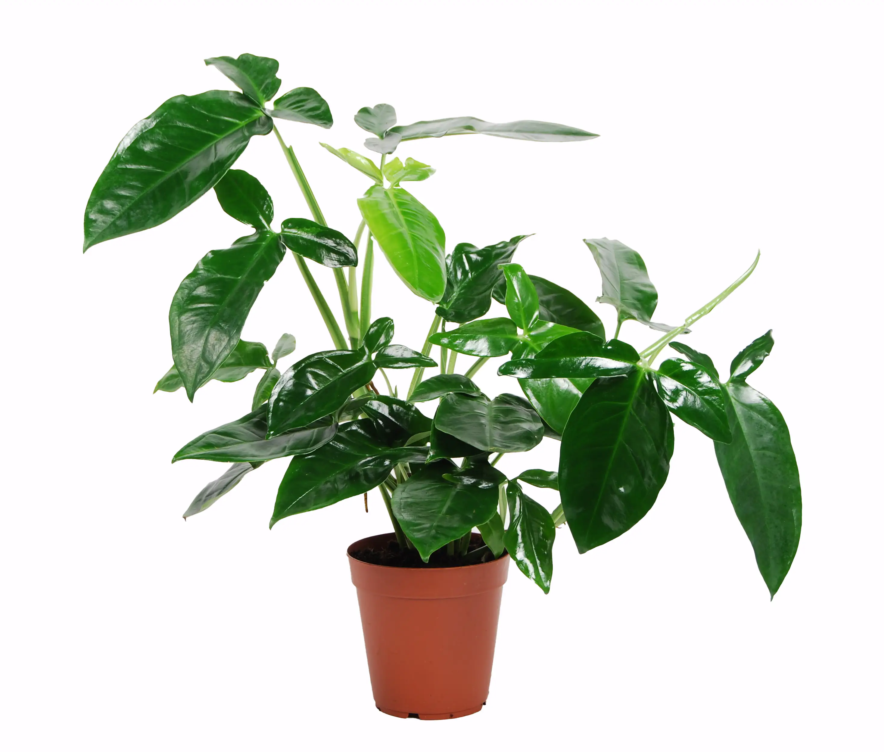 Purpurtute Syngonium podophyllum Trileaf Wonder H ca. 50 cm 15 cm Topf