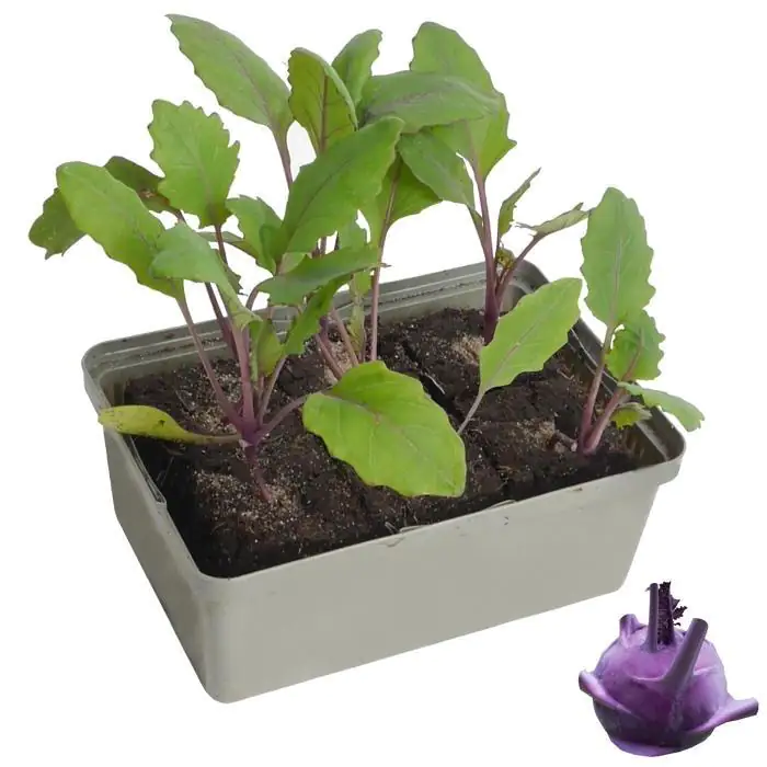 Bio Salat- und Gemüsesetzlinge Kohlrabi Brassica oleracea blau 6 er Schale