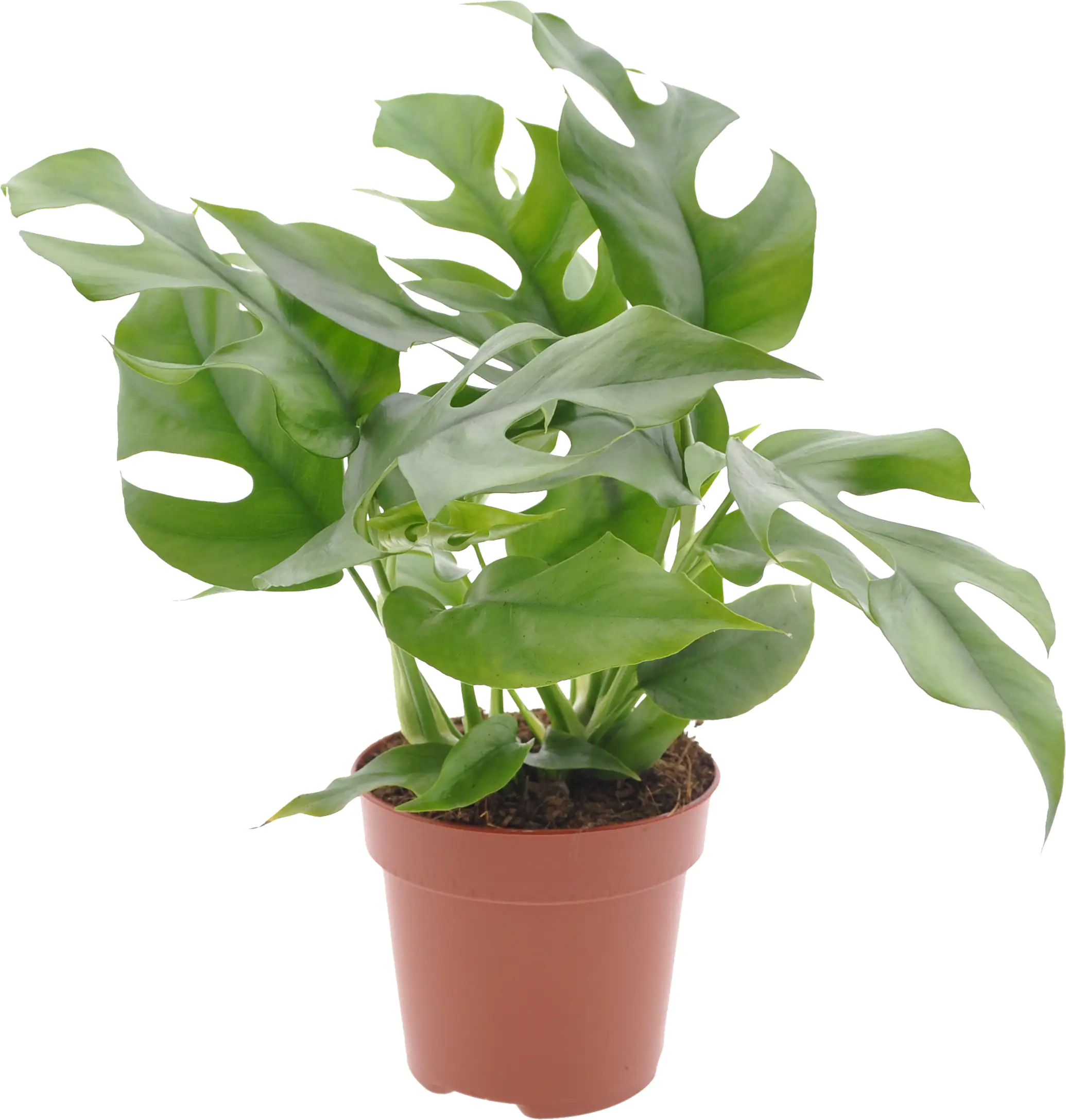 Grünpflanzenmix H ca 40 cm 12 cm Topf Grünpflanzenmix H ca 40 cm 12 cm Topf