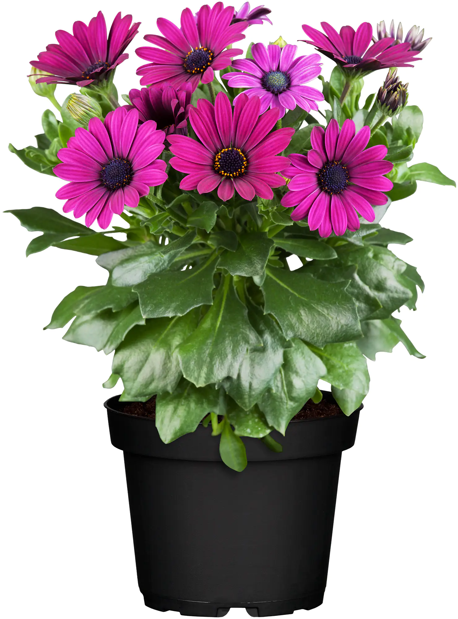 8717432600334_05 Kapkörbchen Osteospermum H 20 cm 10,5 cm Topf