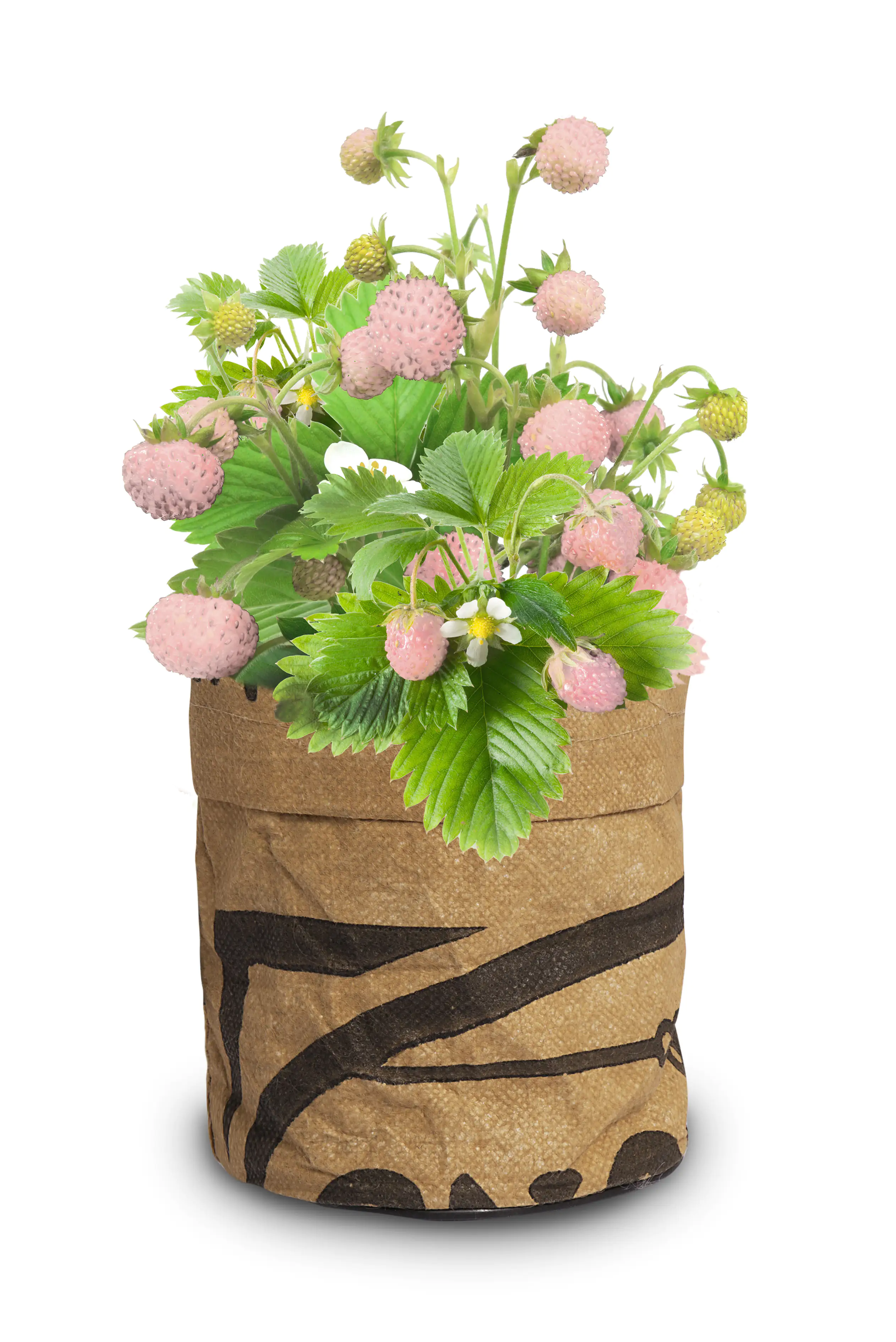 Baza Seeds Kitchengarden Walderdbeere weiß Baza Seeds Kitchengarden Walderdbeere weiß