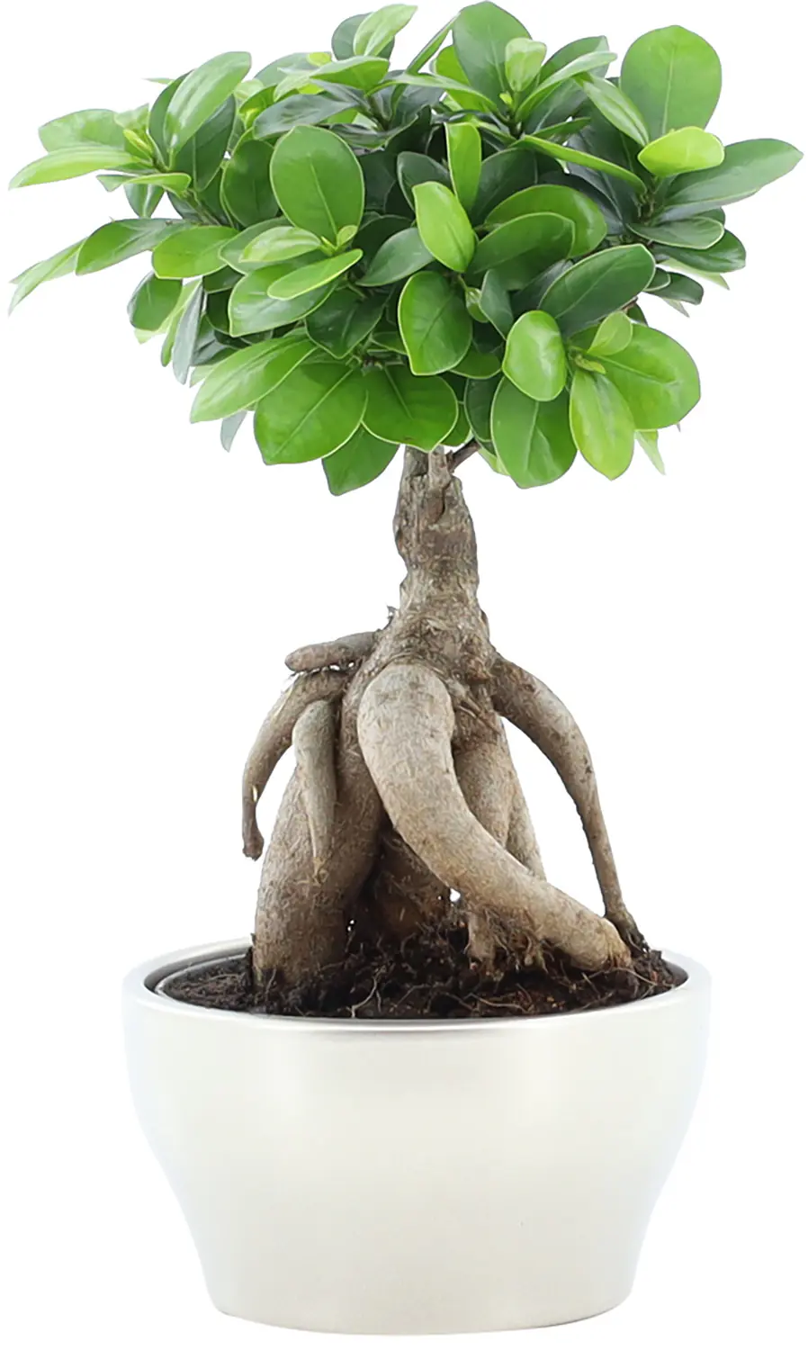 Ficus Ginseng Bonsai H 30 cm, inkl. 16 cm Keramiktopf
